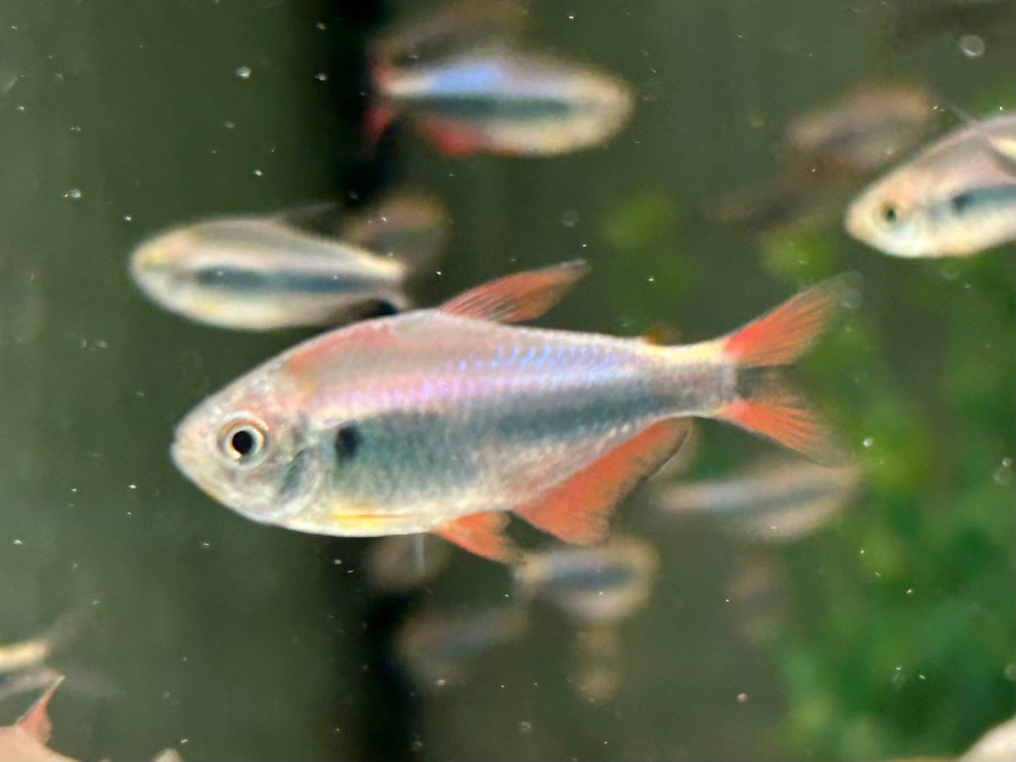 Rot Blauer Perusalmler Hyphessobrycon margitae