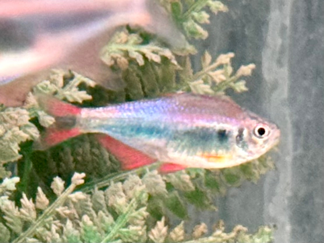 Rot Blauer Perusalmler Hyphessobrycon margitae