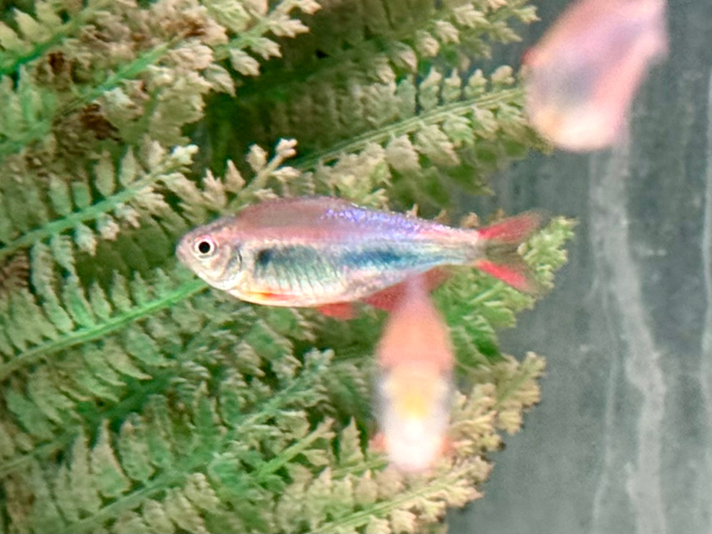 Rot Blauer Perusalmler Hyphessobrycon margitae