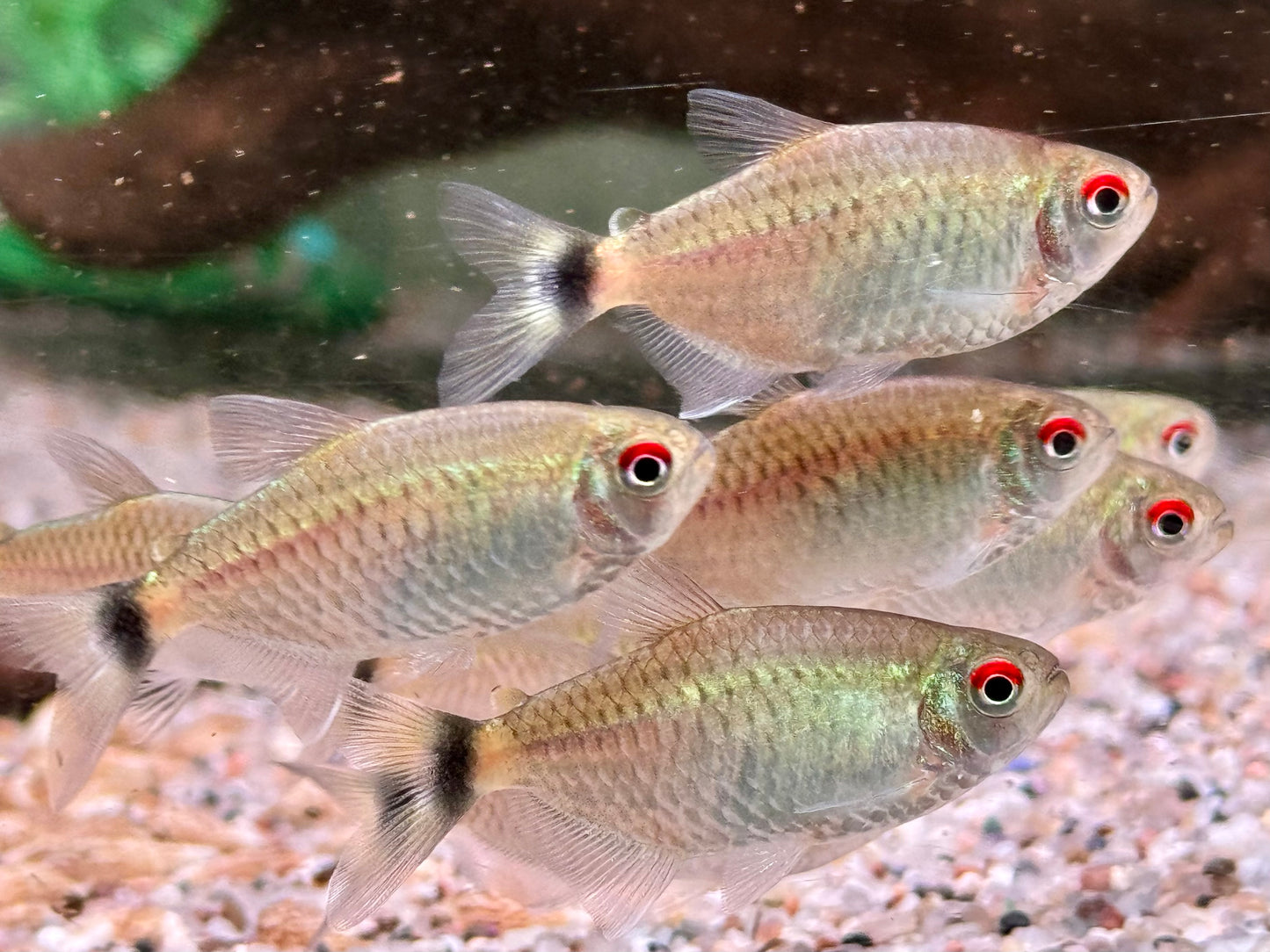 Rotaugen Moenkhausia Moenkhausia sanctaefilomenae