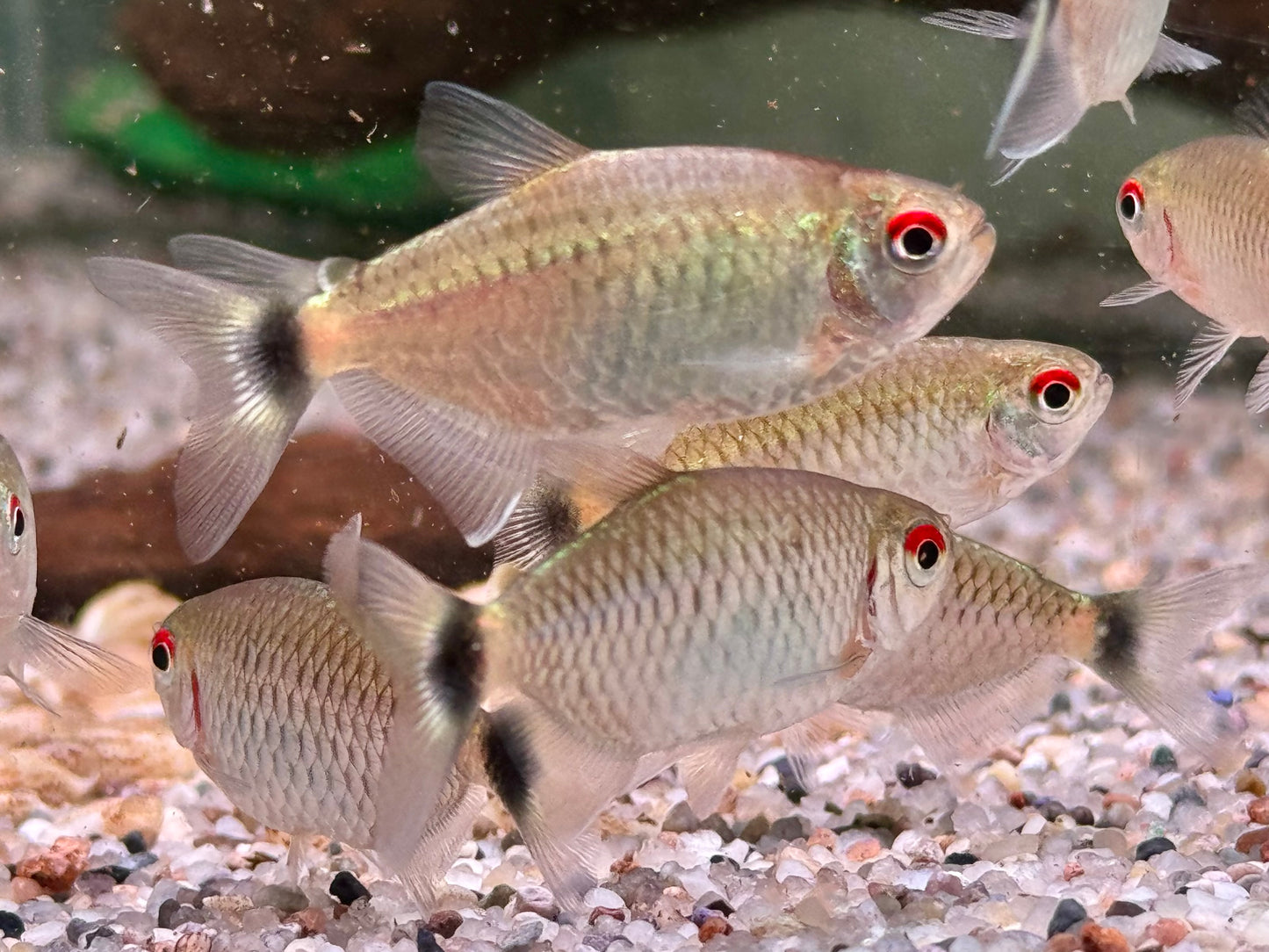 Rotaugen Moenkhausia Moenkhausia sanctaefilomenae