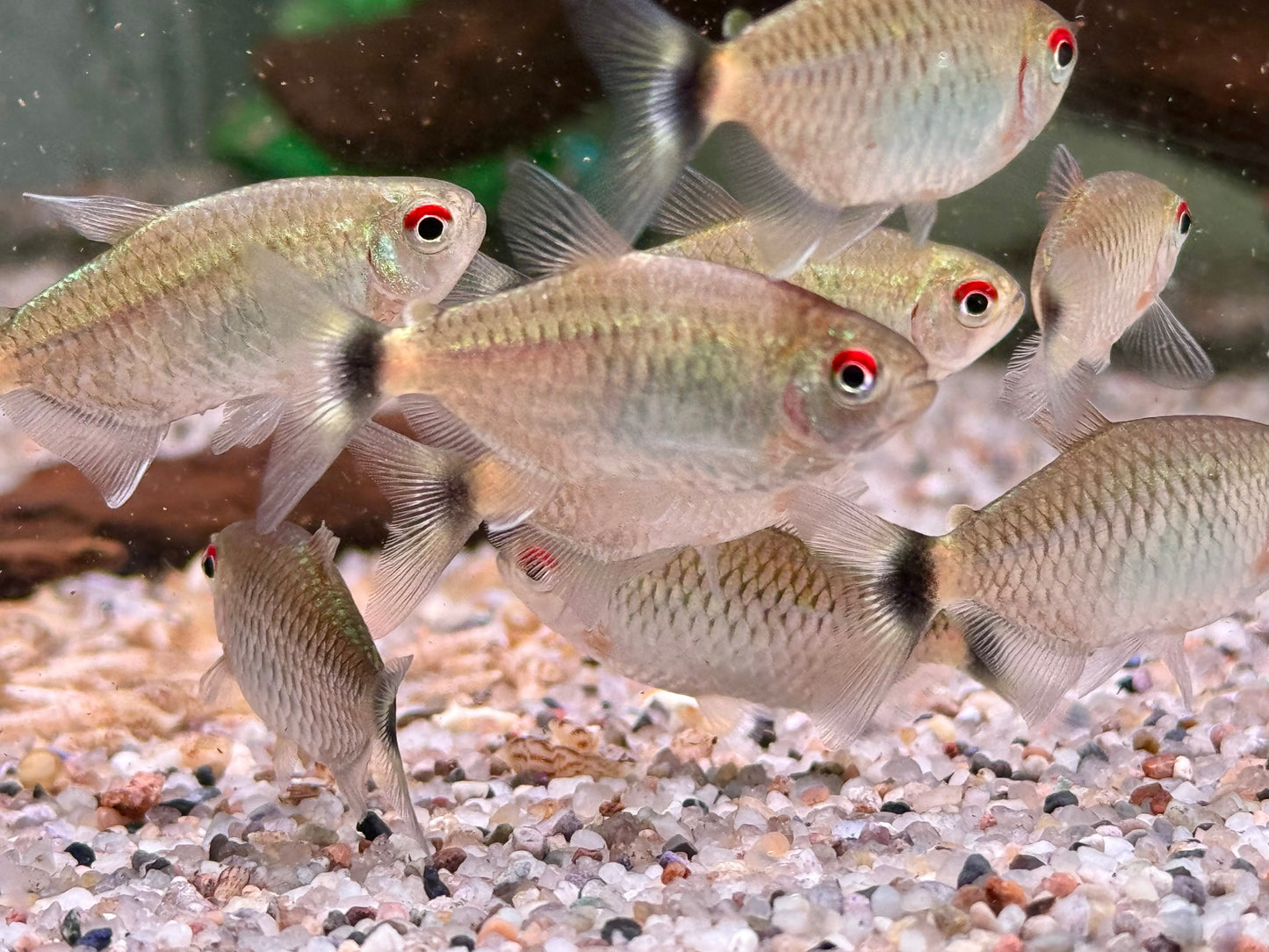 Rotaugen Moenkhausia Moenkhausia sanctaefilomenae