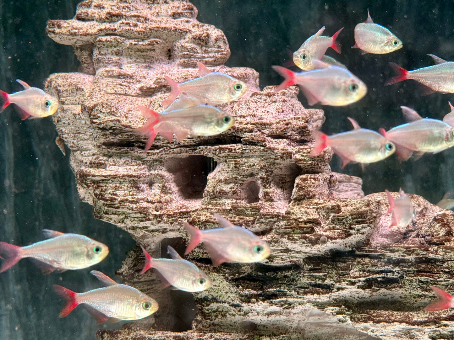 Rotblauer Kolumbianer Hyphessobrycon columbianus