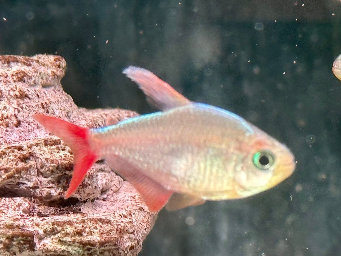 Rotblauer Kolumbianer Hyphessobrycon columbianus