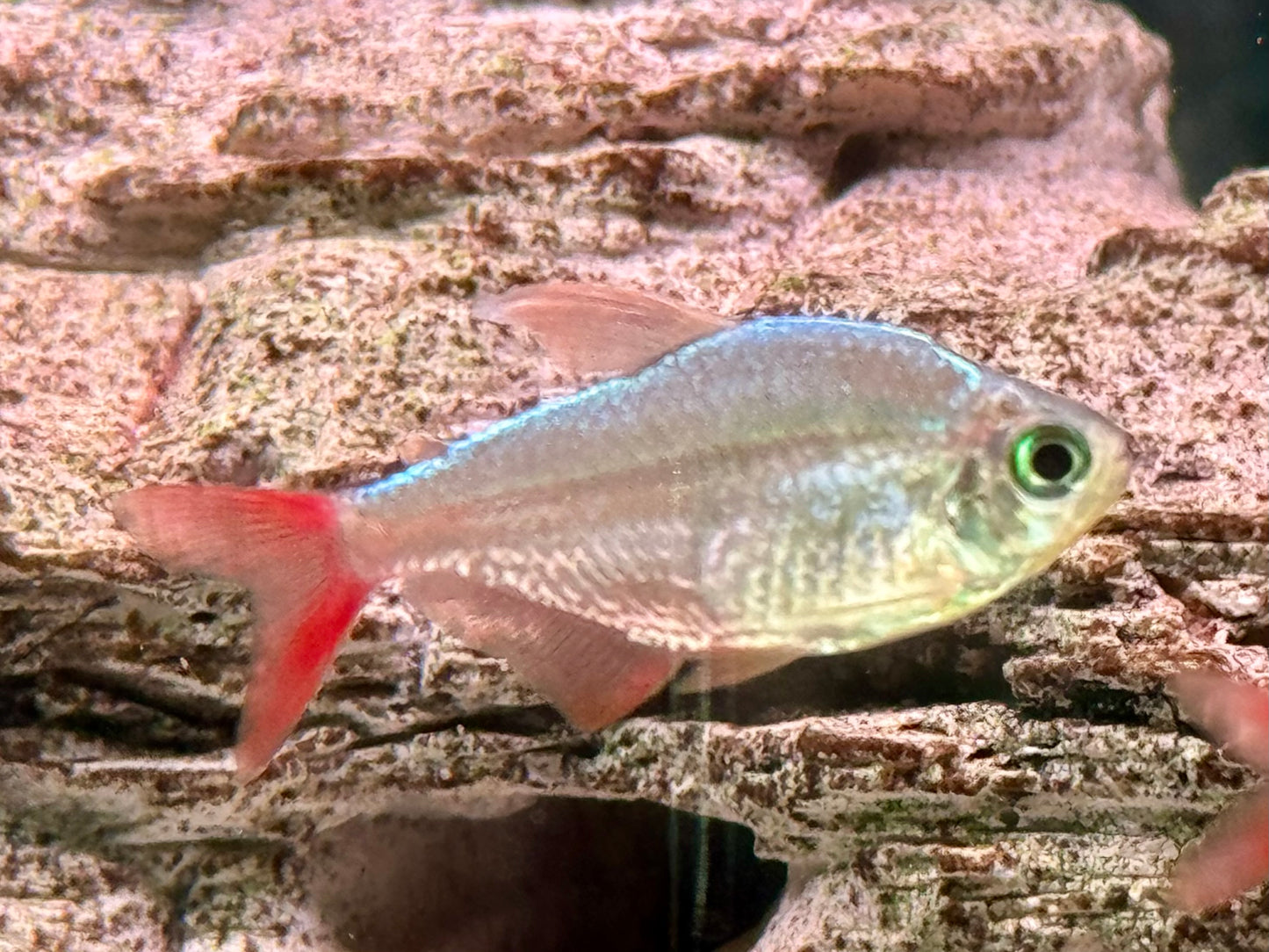 Rotblauer Kolumbianer Hyphessobrycon columbianus