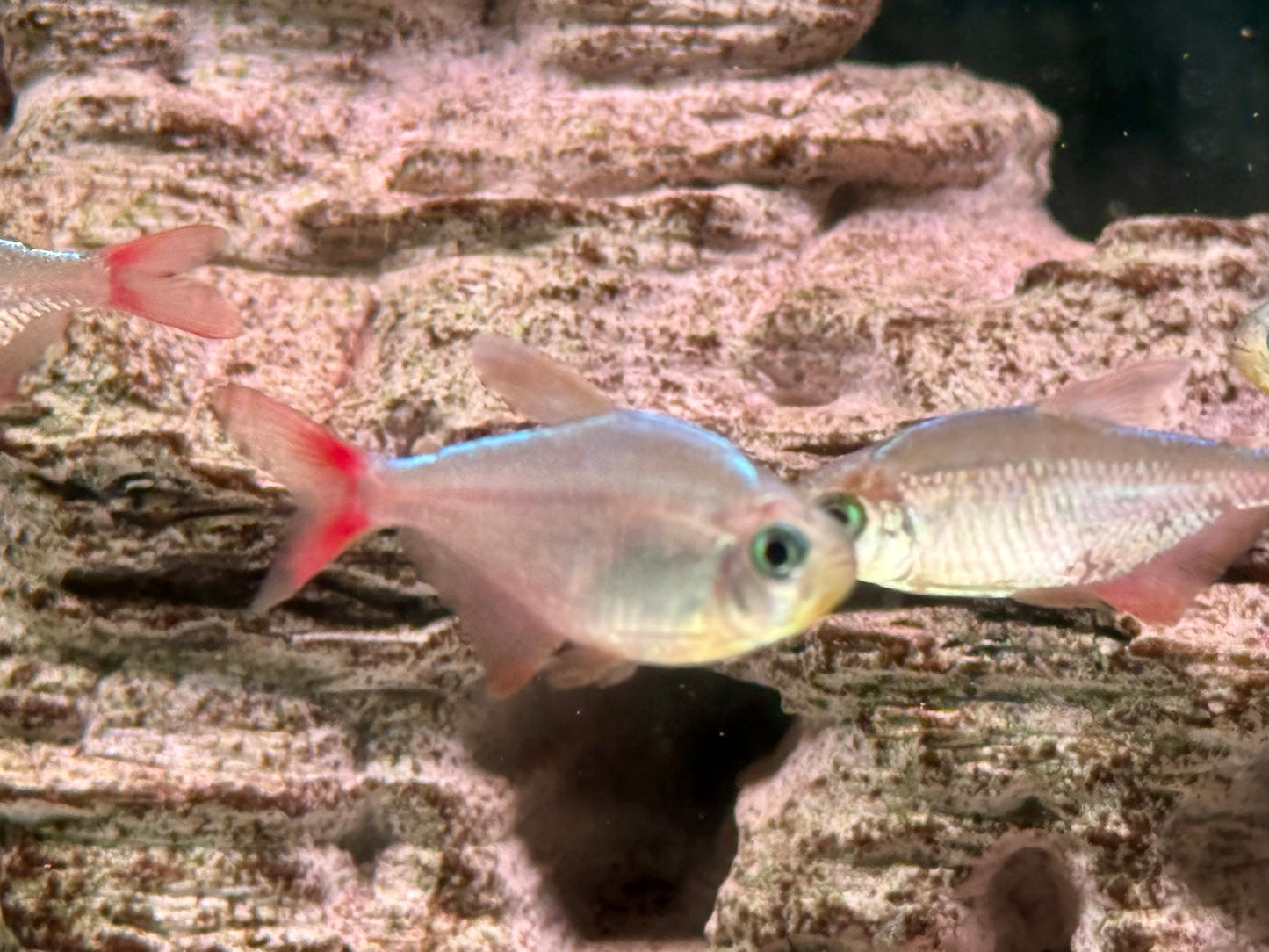 Rotblauer Kolumbianer Hyphessobrycon columbianus