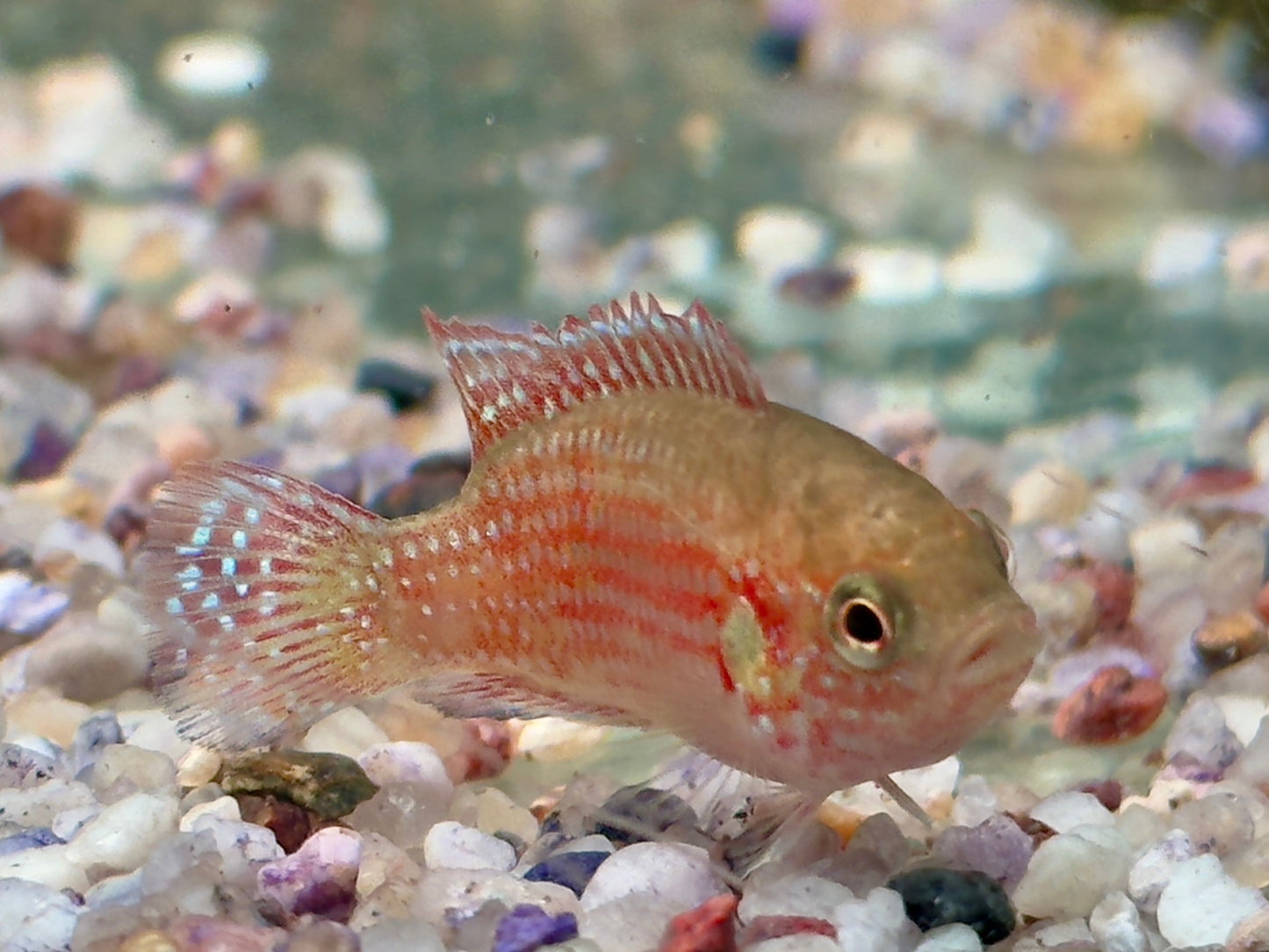 Rote Cichlide Juwelenbuntbarsch Hemichromis lifalili