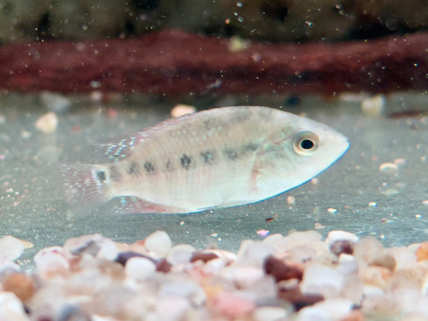 Roter Ecuadorbuntbarsch Mesoheros Cichlasoma festae