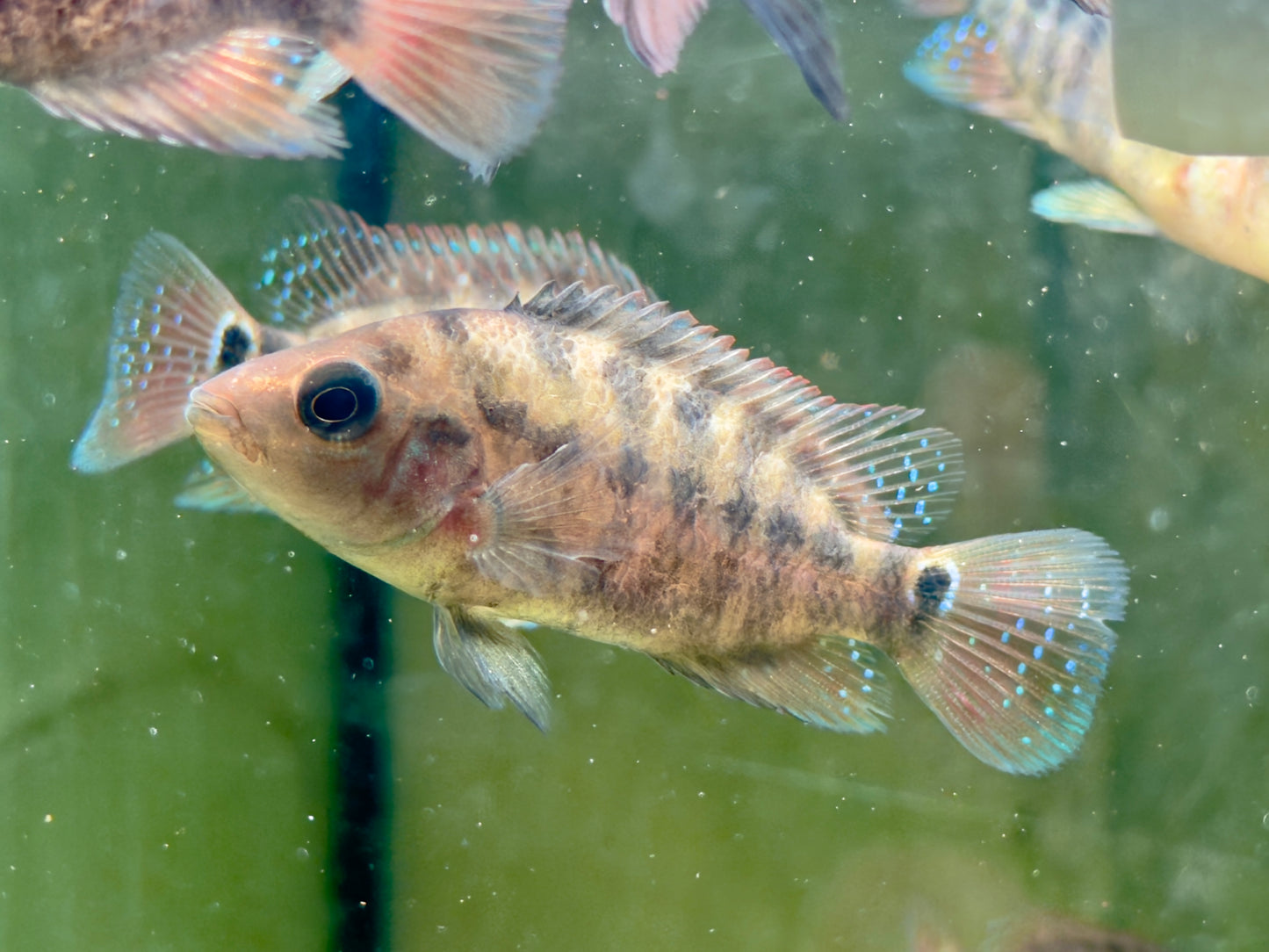 Roter Ecuadorbuntbarsch Mesoheros Cichlasoma festae
