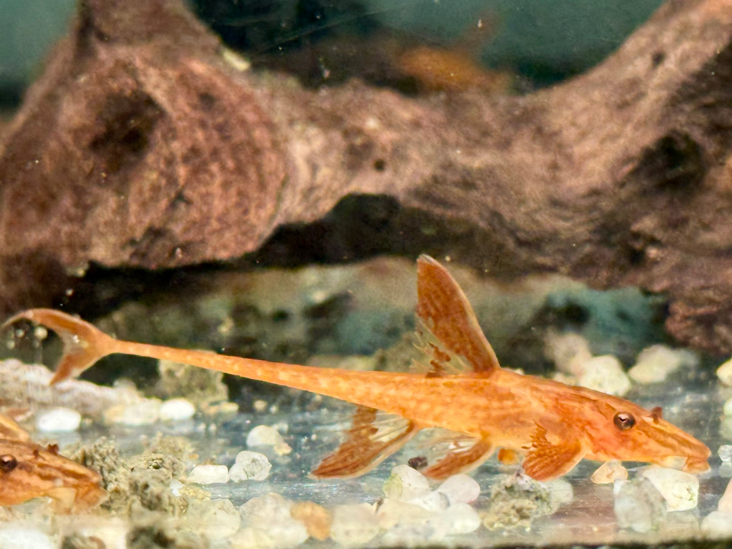 L10a Roter Hexenwels Rinoloricaria sp.