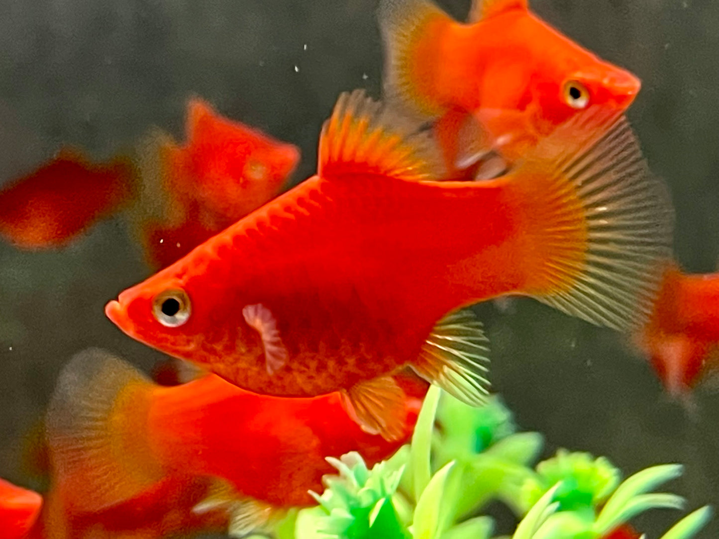 Roter Korallenplaty Xiphophorus maculatus