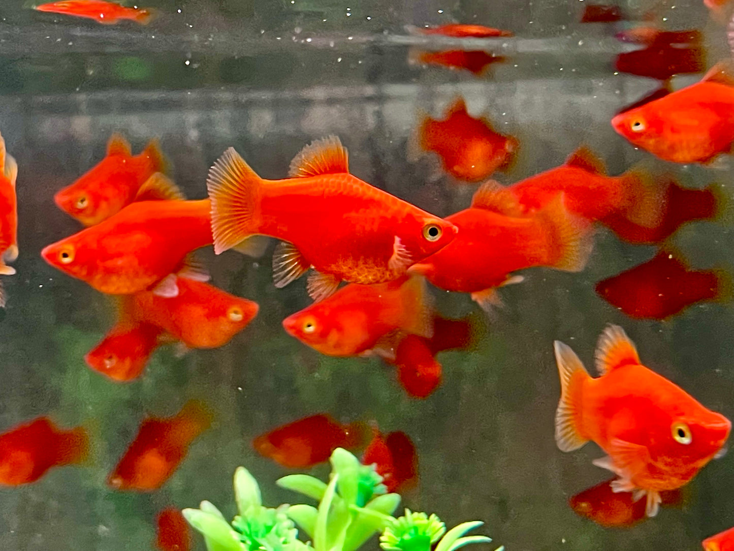 Roter Korallenplaty Xiphophorus maculatus