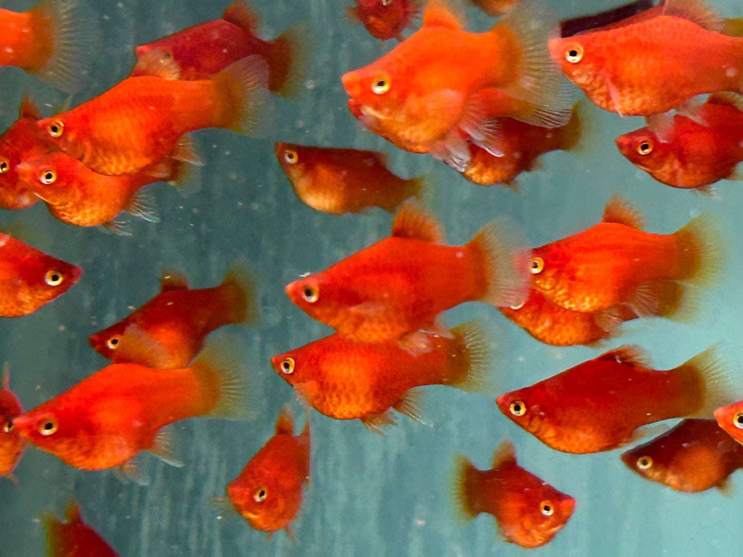 Roter Korallenplaty Xiphophorus maculatus