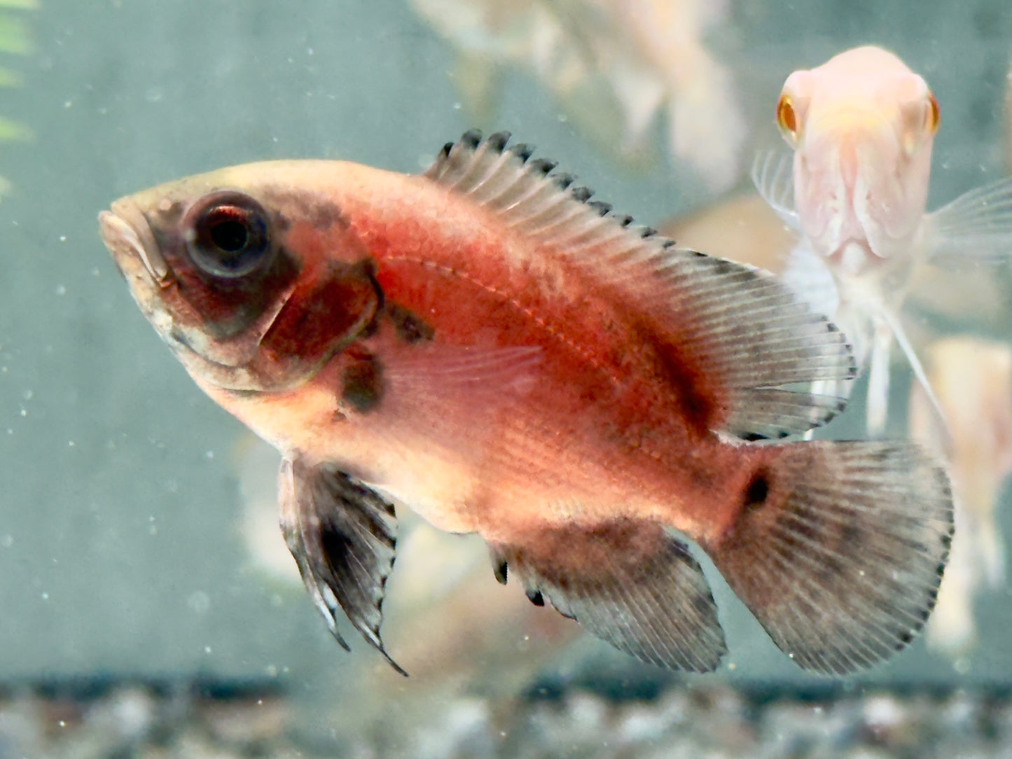 Roter Oskar Pfauenaugenbuntbarsch Astronotus ocellatus