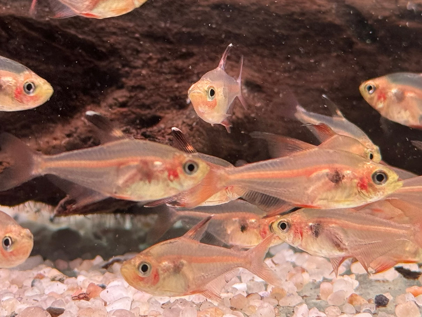 Roter Phantomsalmler Megalamphodus sweglesi