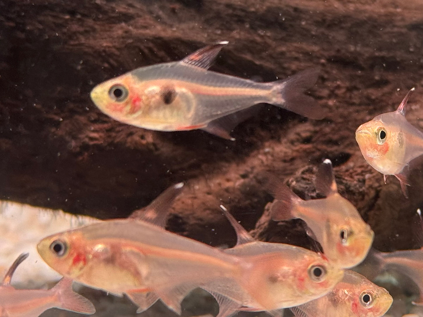 Roter Phantomsalmler Megalamphodus sweglesi