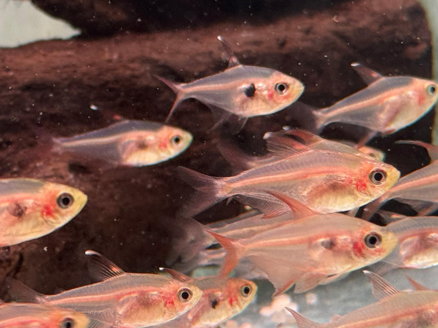 Roter Phantomsalmler Megalamphodus sweglesi