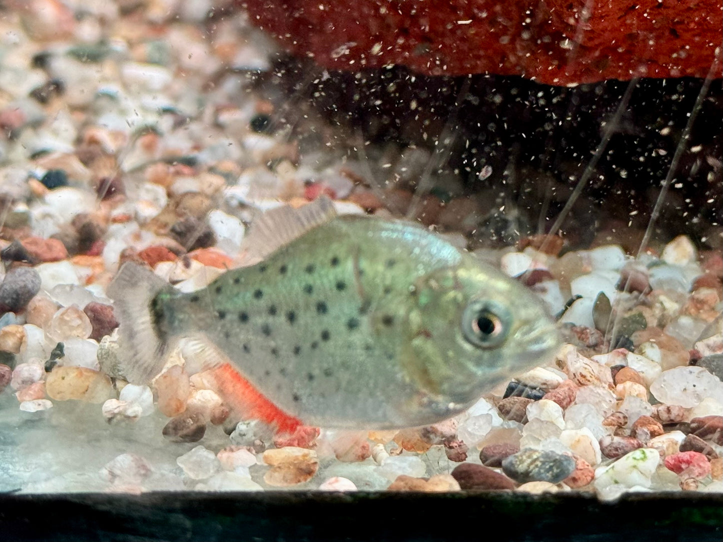 Roter Piranha Serrasalmus I Pygocentrus nattereri 4-4,5 cm