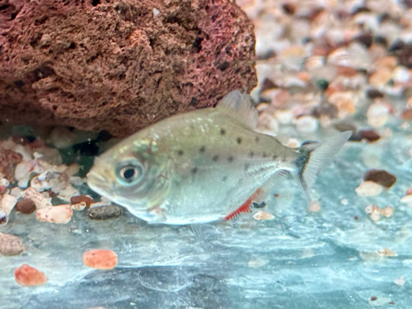 Roter Piranha Serrasalmus I Pygocentrus nattereri 4-4,5 cm
