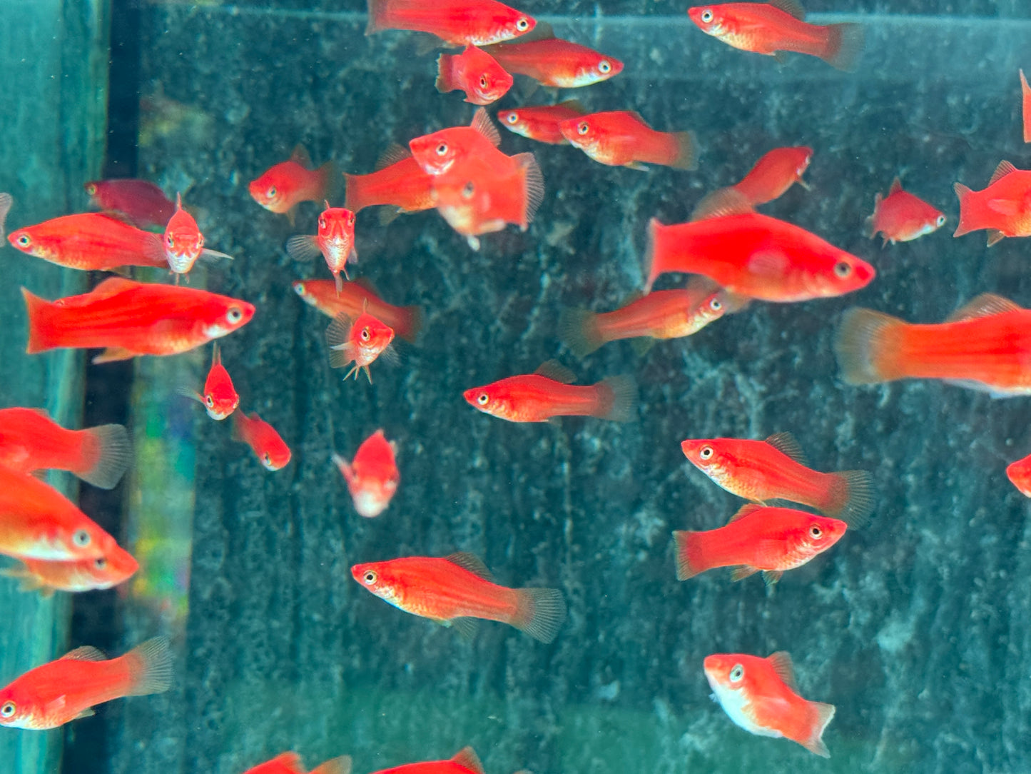 Roter Schwertträger Xiphophorus helleri