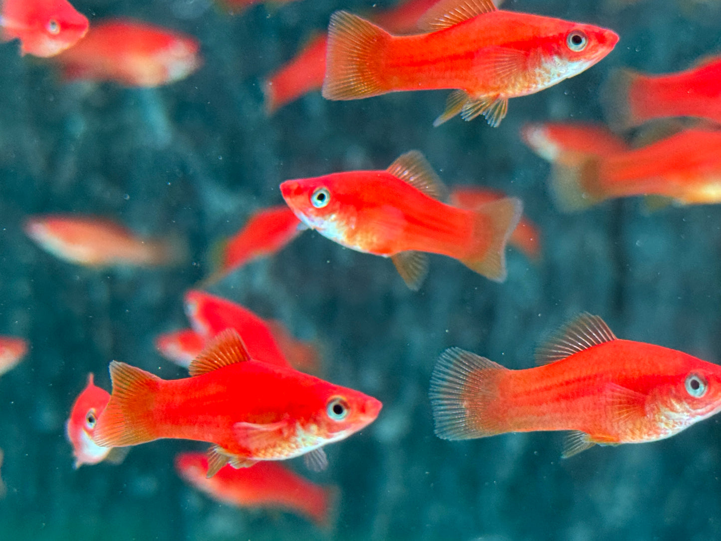 Roter Schwertträger Xiphophorus helleri