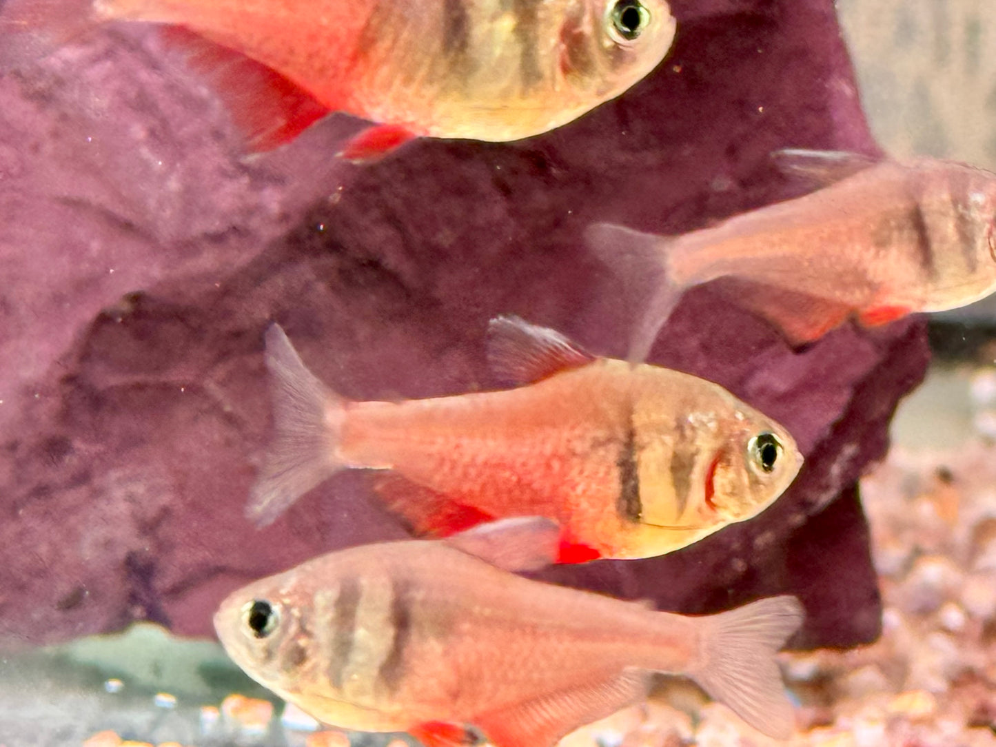 Roter von Rio Hyphessobrycon flammeus
