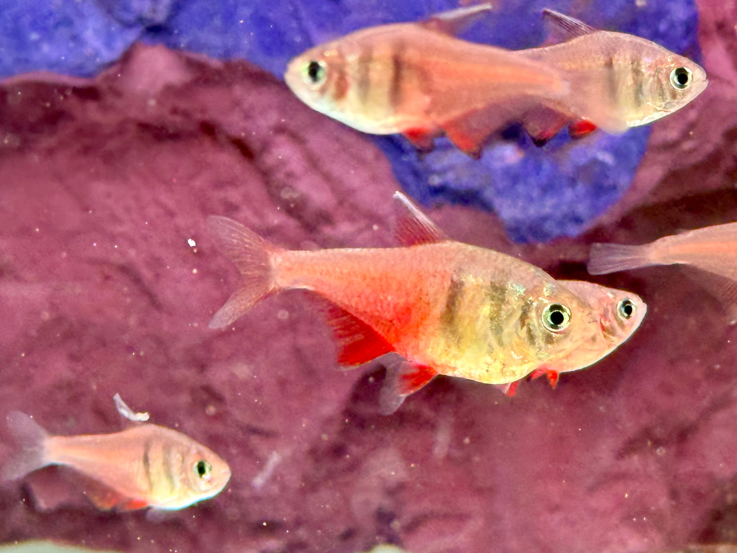 Roter von Rio Hyphessobrycon flammeus