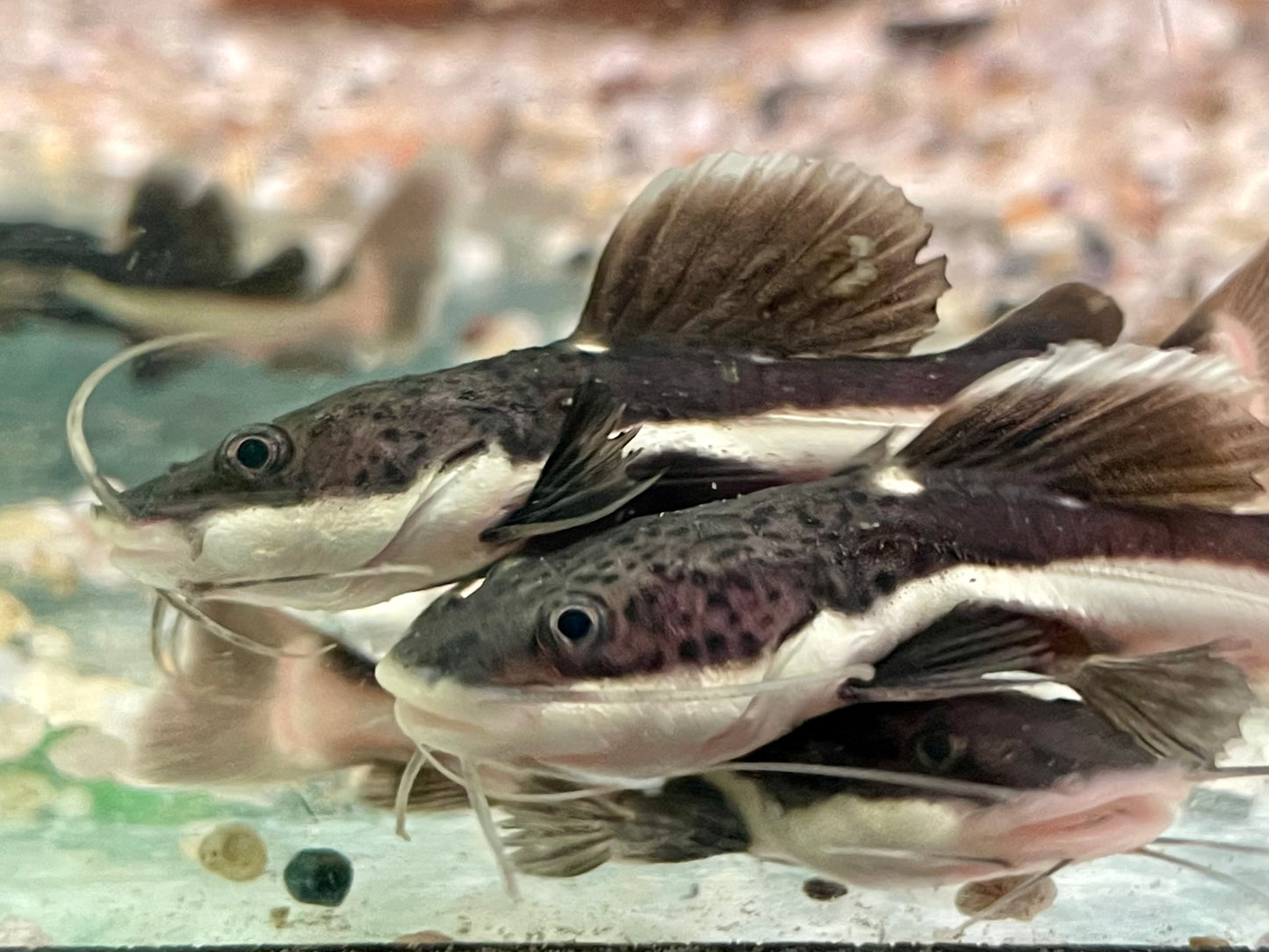 Rotflossen Antennenwels Phractocephalus hemioliopterus