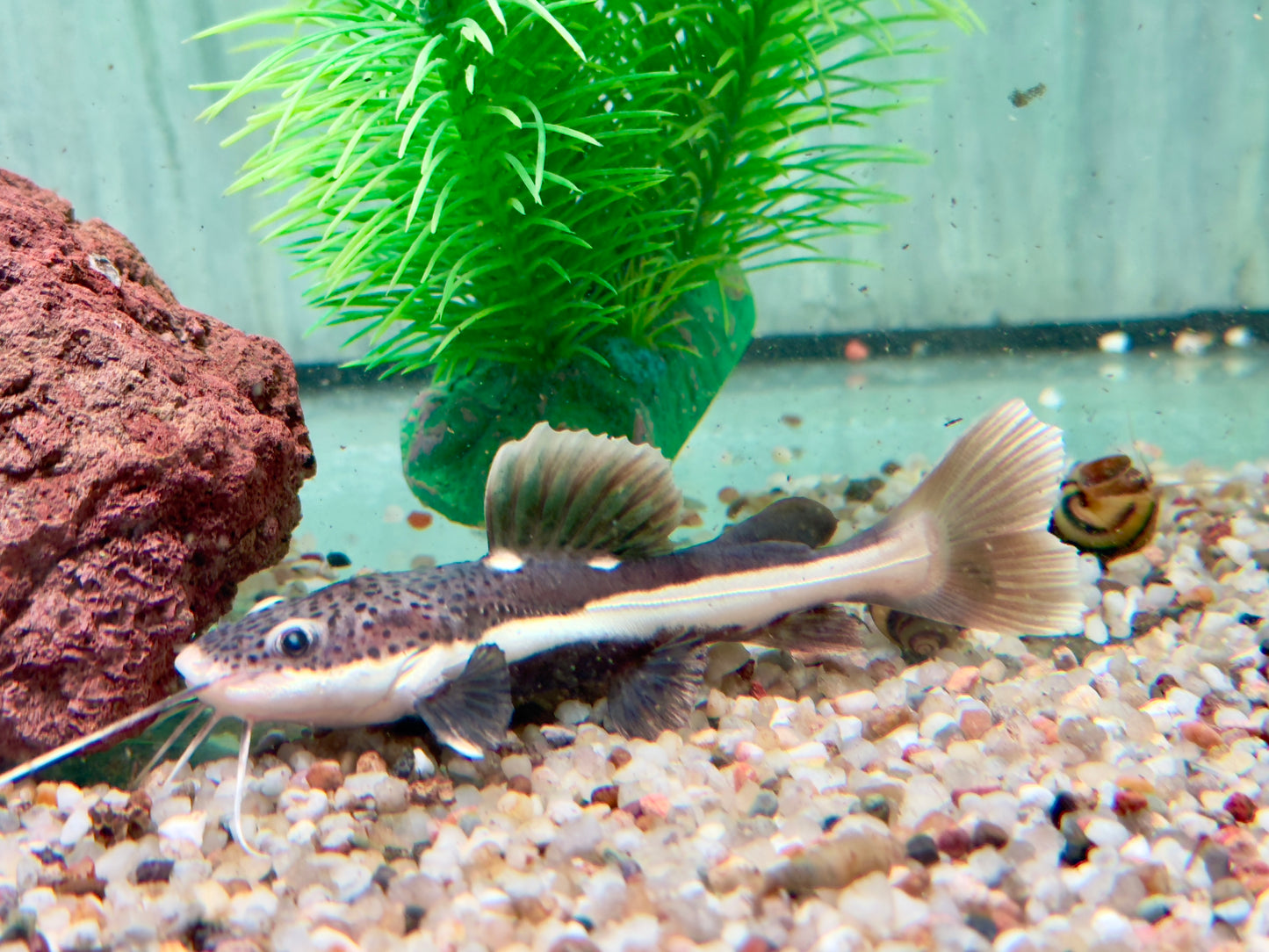Rotflossen Antennenwels Phractocephalus hemioliopterus