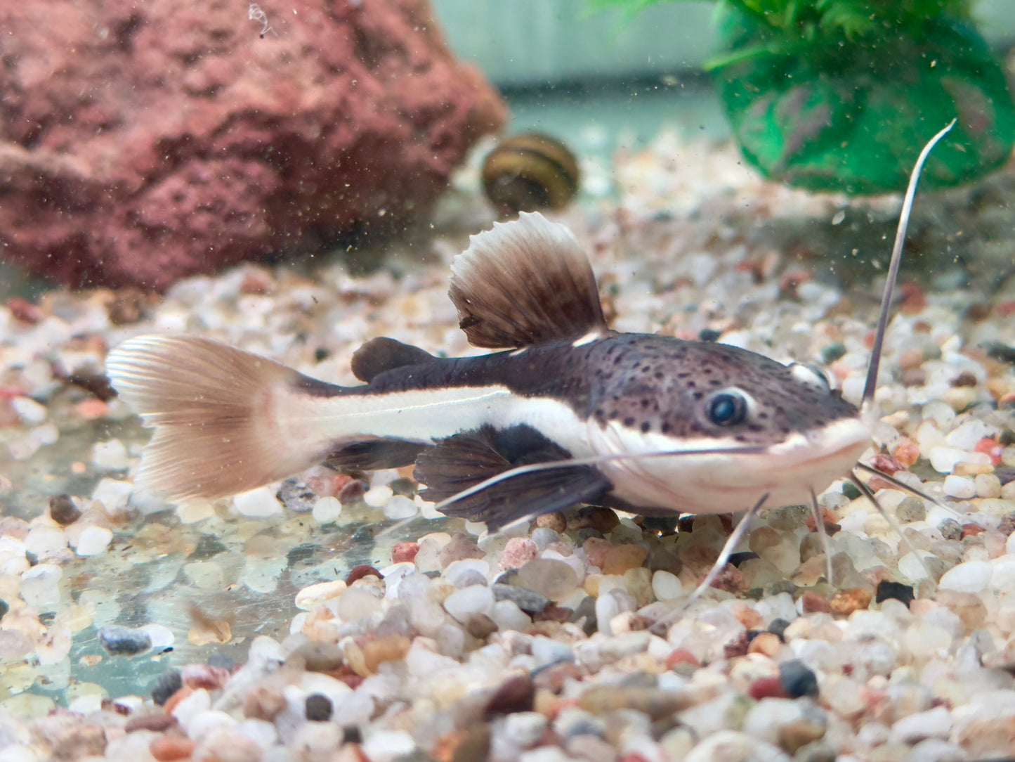 Rotflossen Antennenwels Phractocephalus hemioliopterus