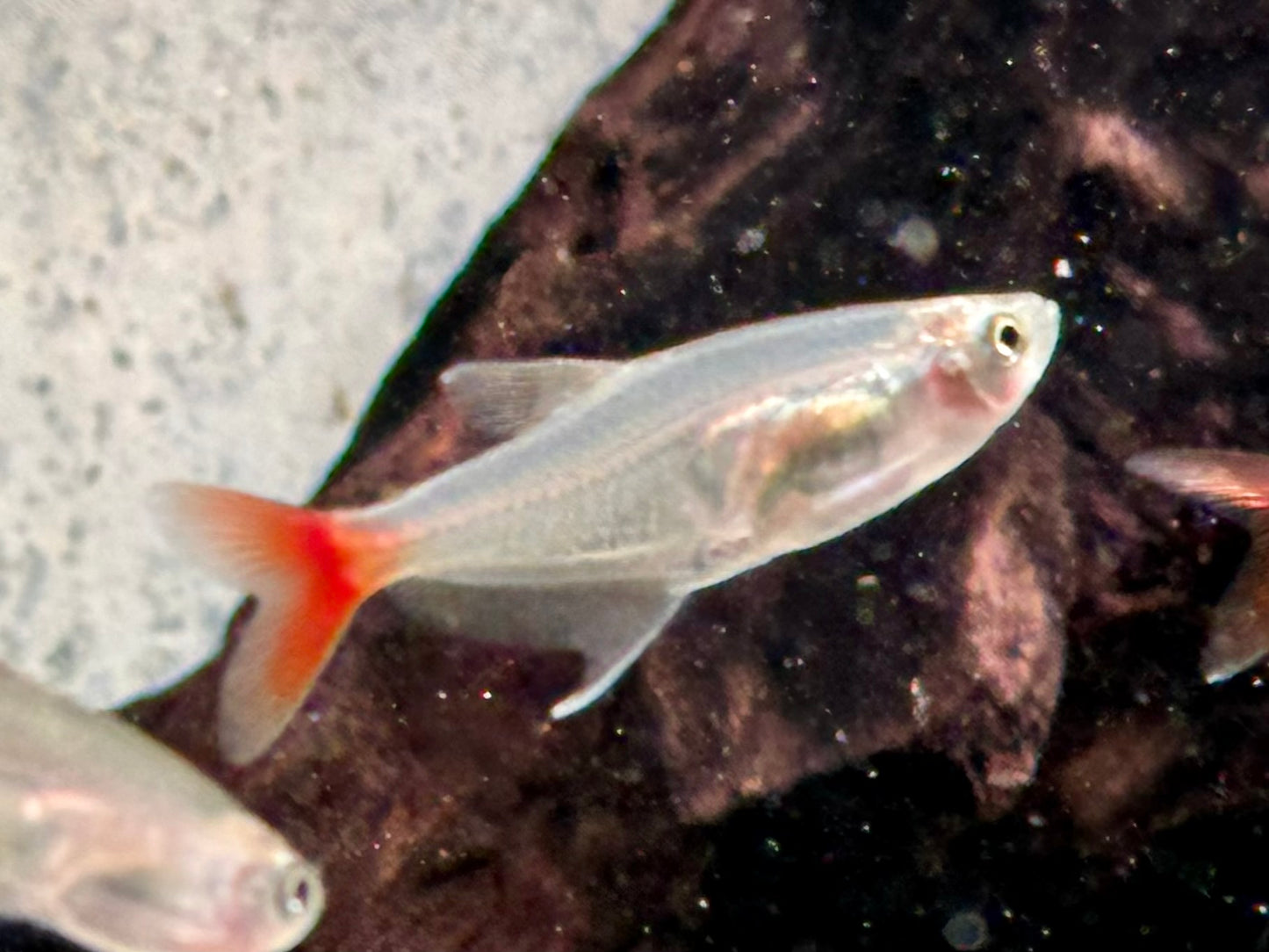 Rotflossen Glassalmler Prionobrama filigera