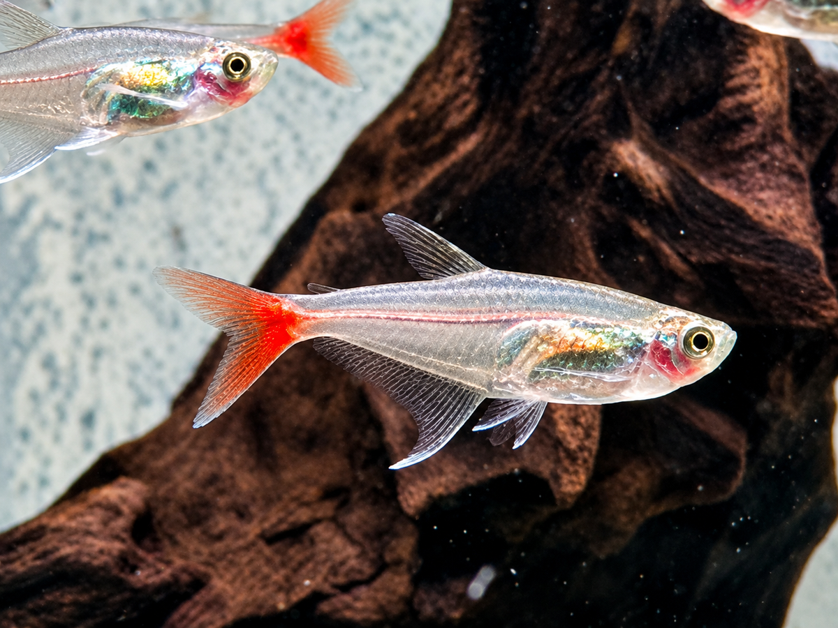 Rotflossen Glassalmler Prionobrama filigera