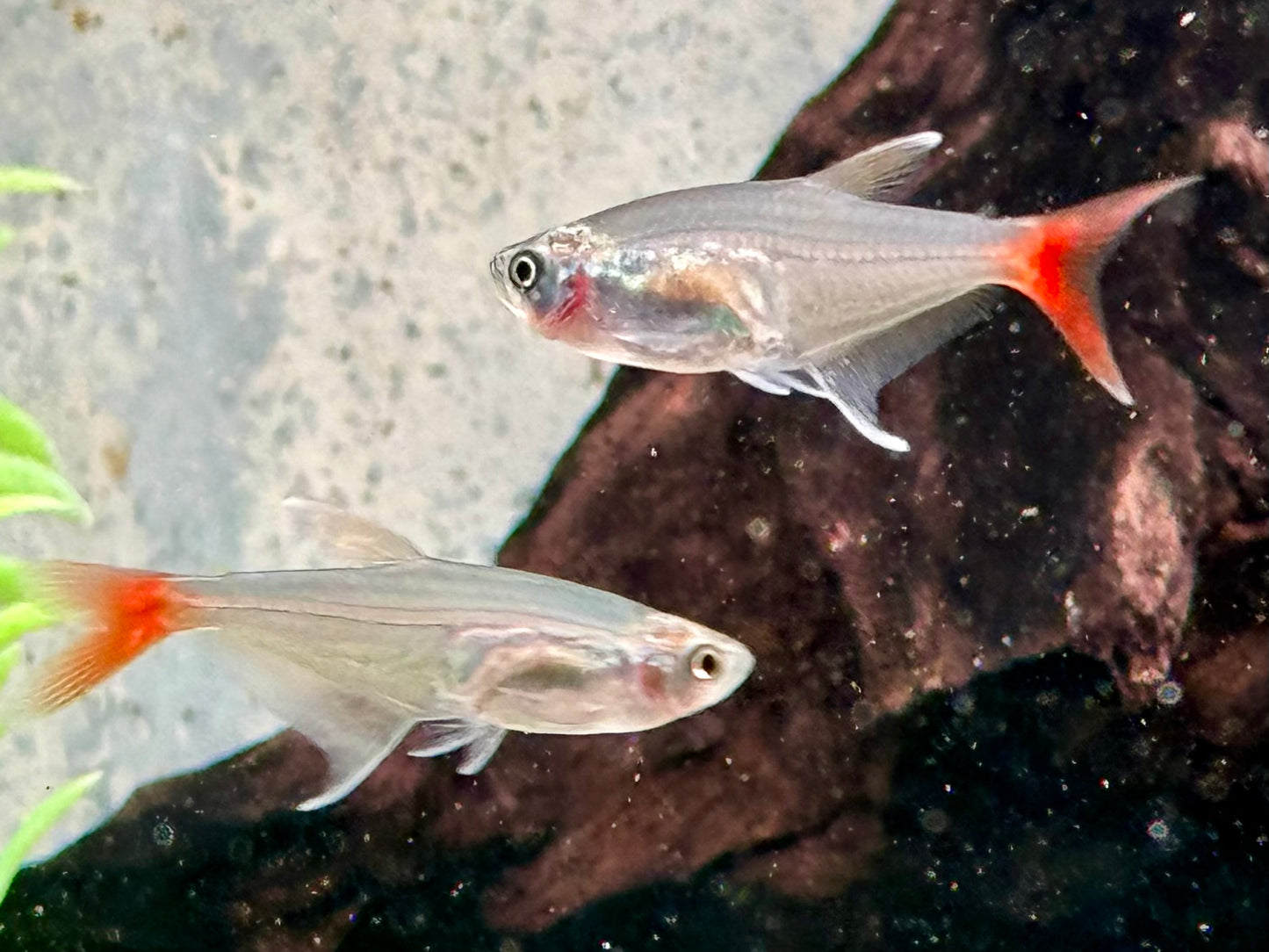 Rotflossen Glassalmler Prionobrama filigera