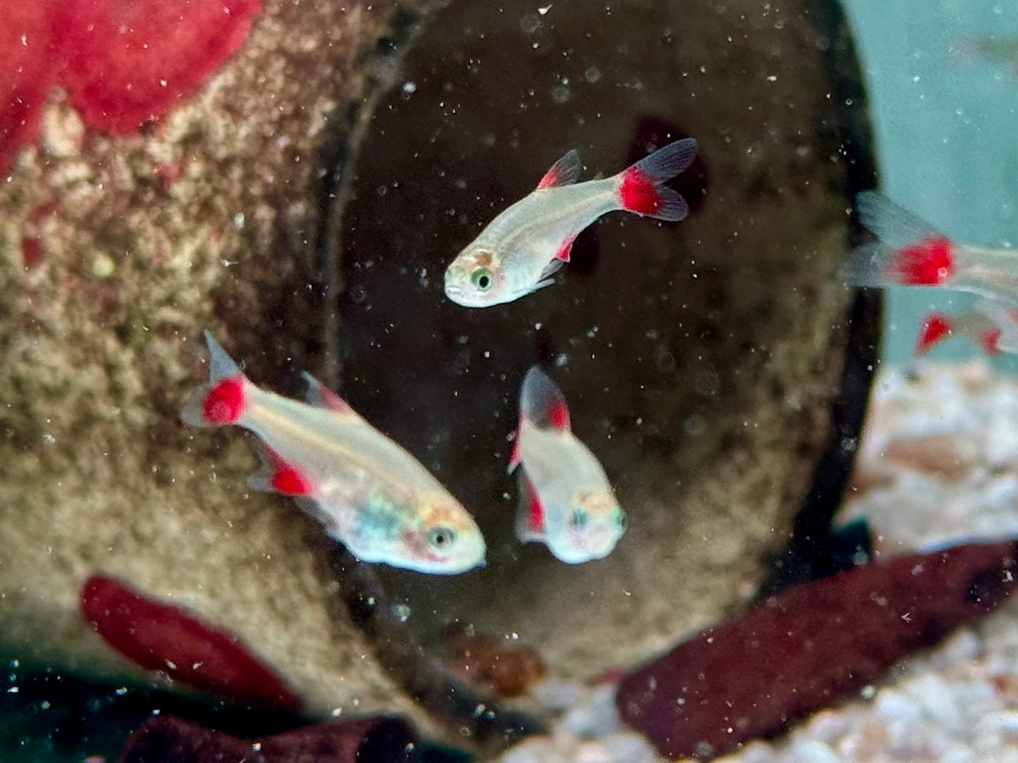 Rotflossensalmler Aphyocharax anisitsi