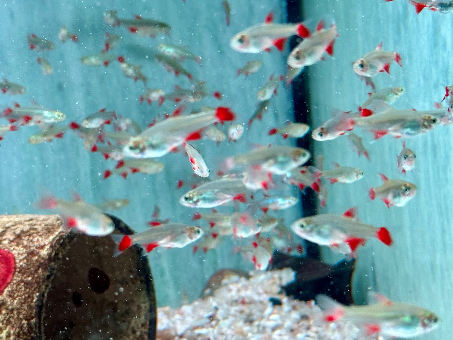 Rotflossensalmler Aphyocharax anisitsi