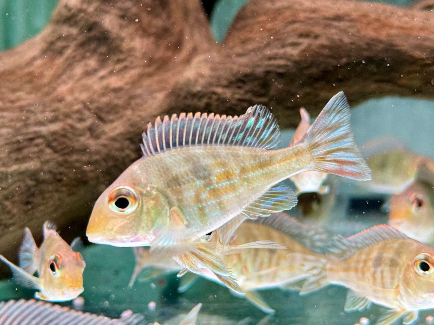 Rotkopf Erdfresser Geophagus pyrocephalus Tapajos red Head