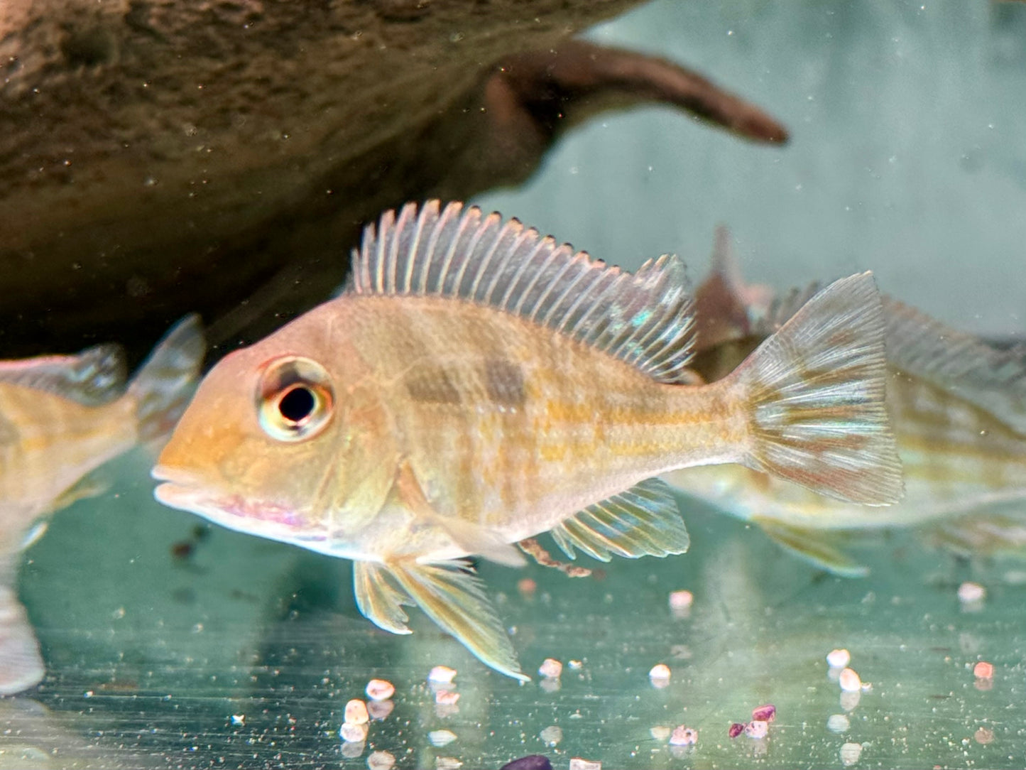 Rotkopf Erdfresser Geophagus pyrocephalus Tapajos red Head