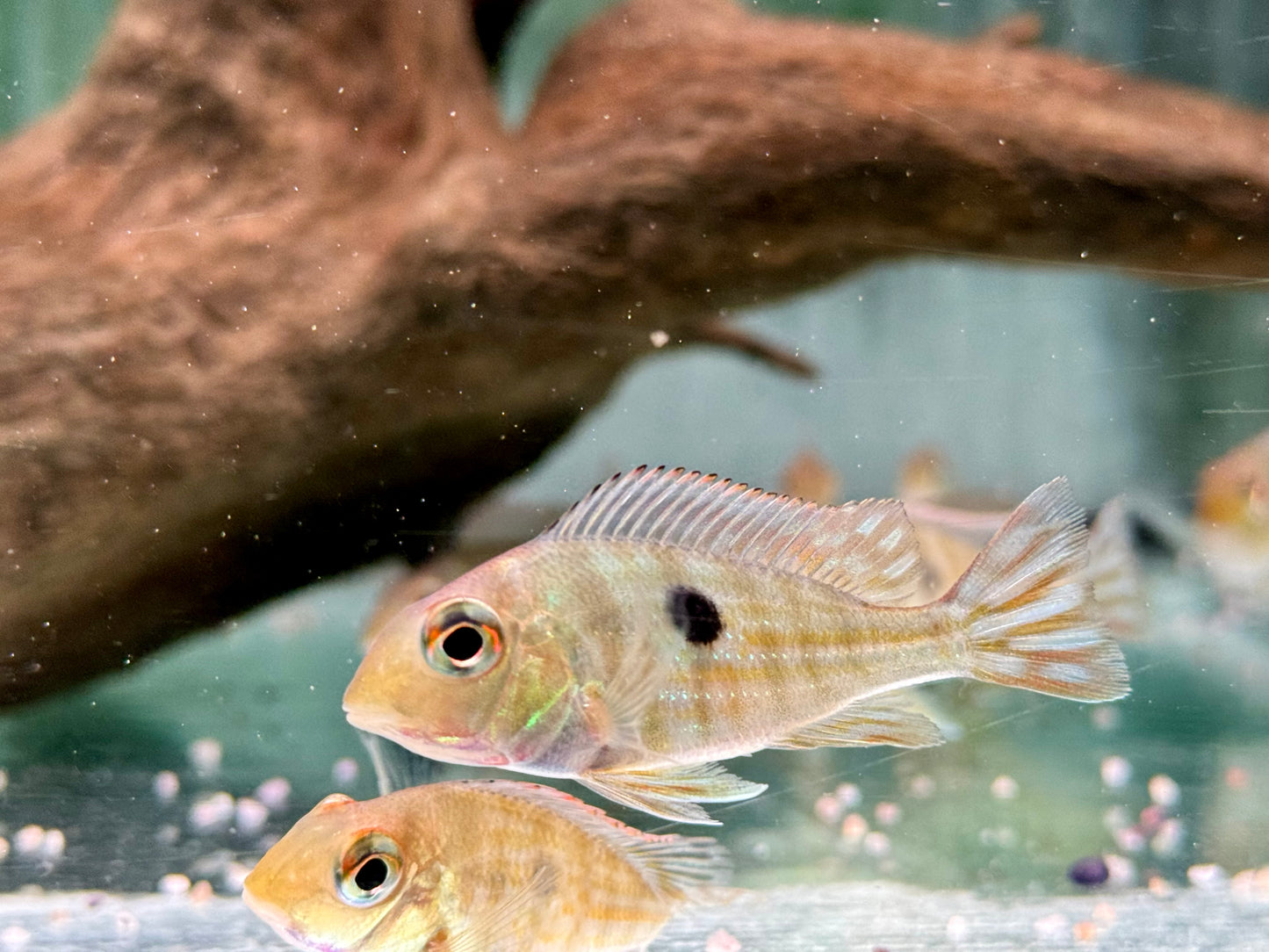 Rotkopf Erdfresser Geophagus pyrocephalus Tapajos red Head