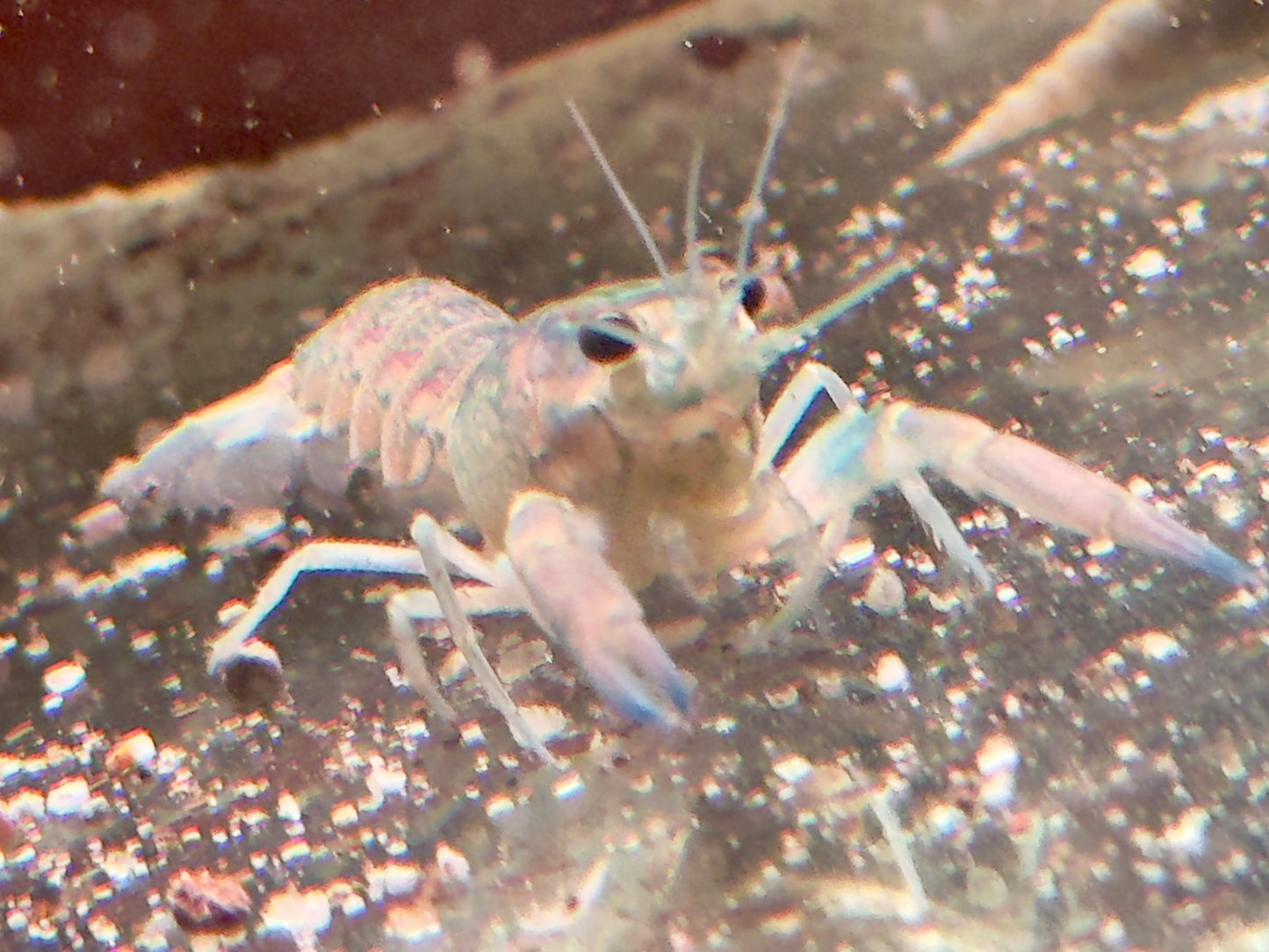 Rotscherenkrebs Cherax quadricarinatus