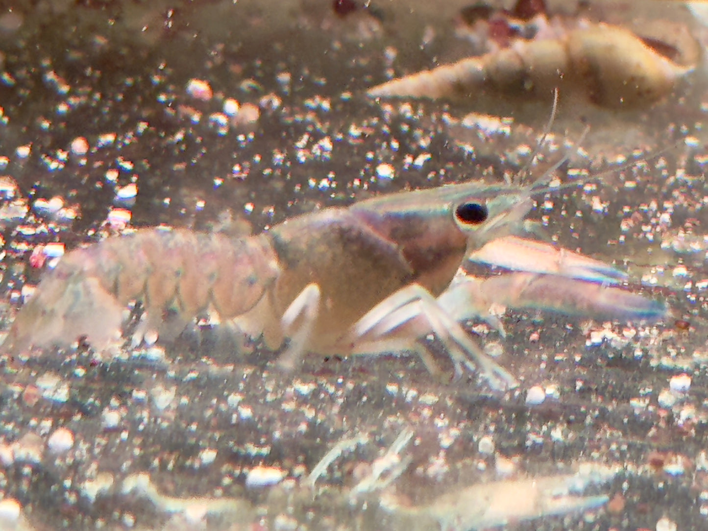 Rotscherenkrebs Cherax quadricarinatus