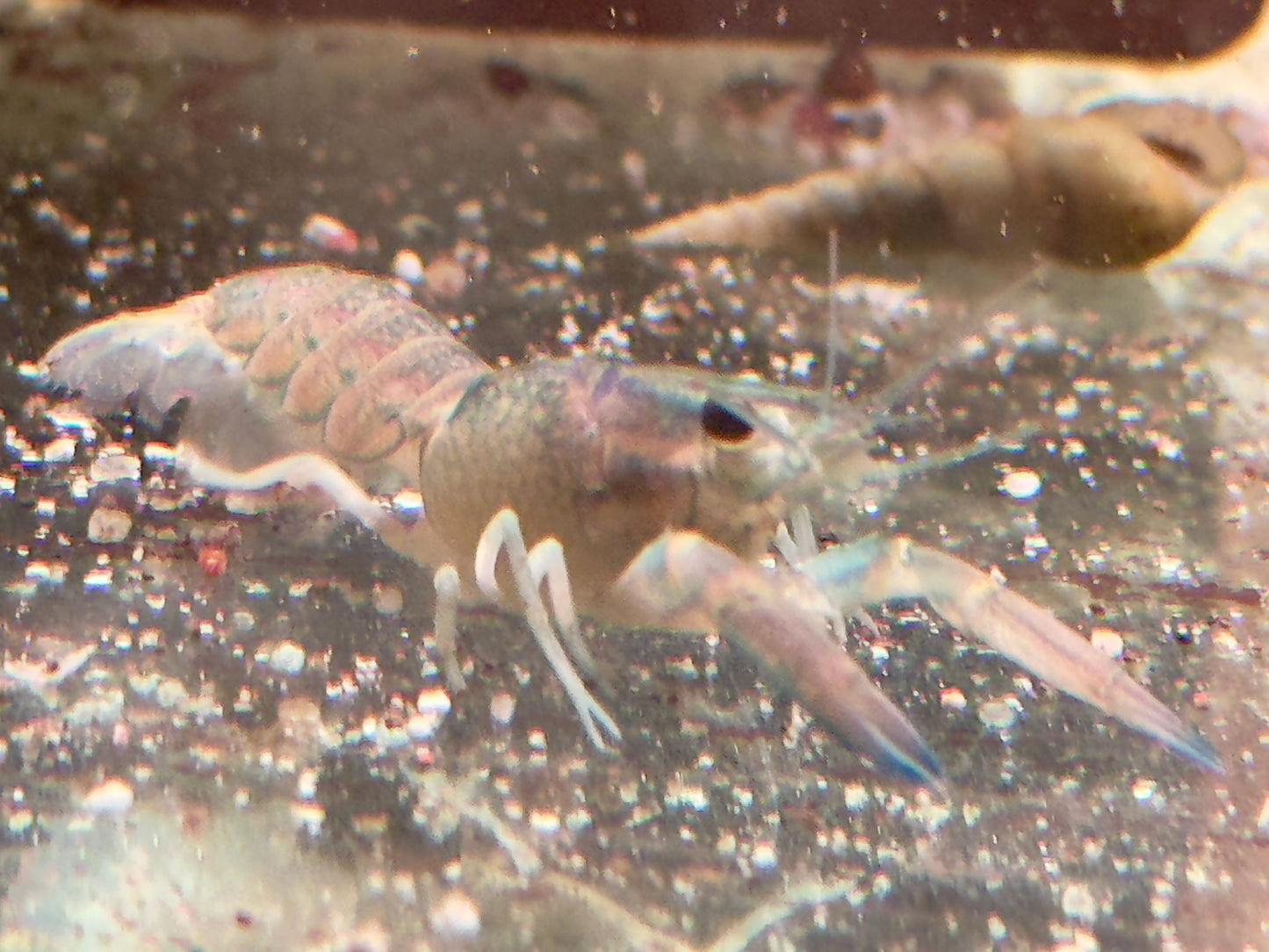 Rotscherenkrebs Cherax quadricarinatus