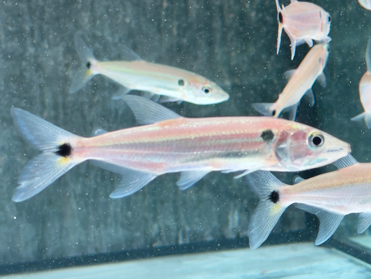 Rotschwanz-Barrakudasalmler Acestrorhynchus falcatus 9-11 cm