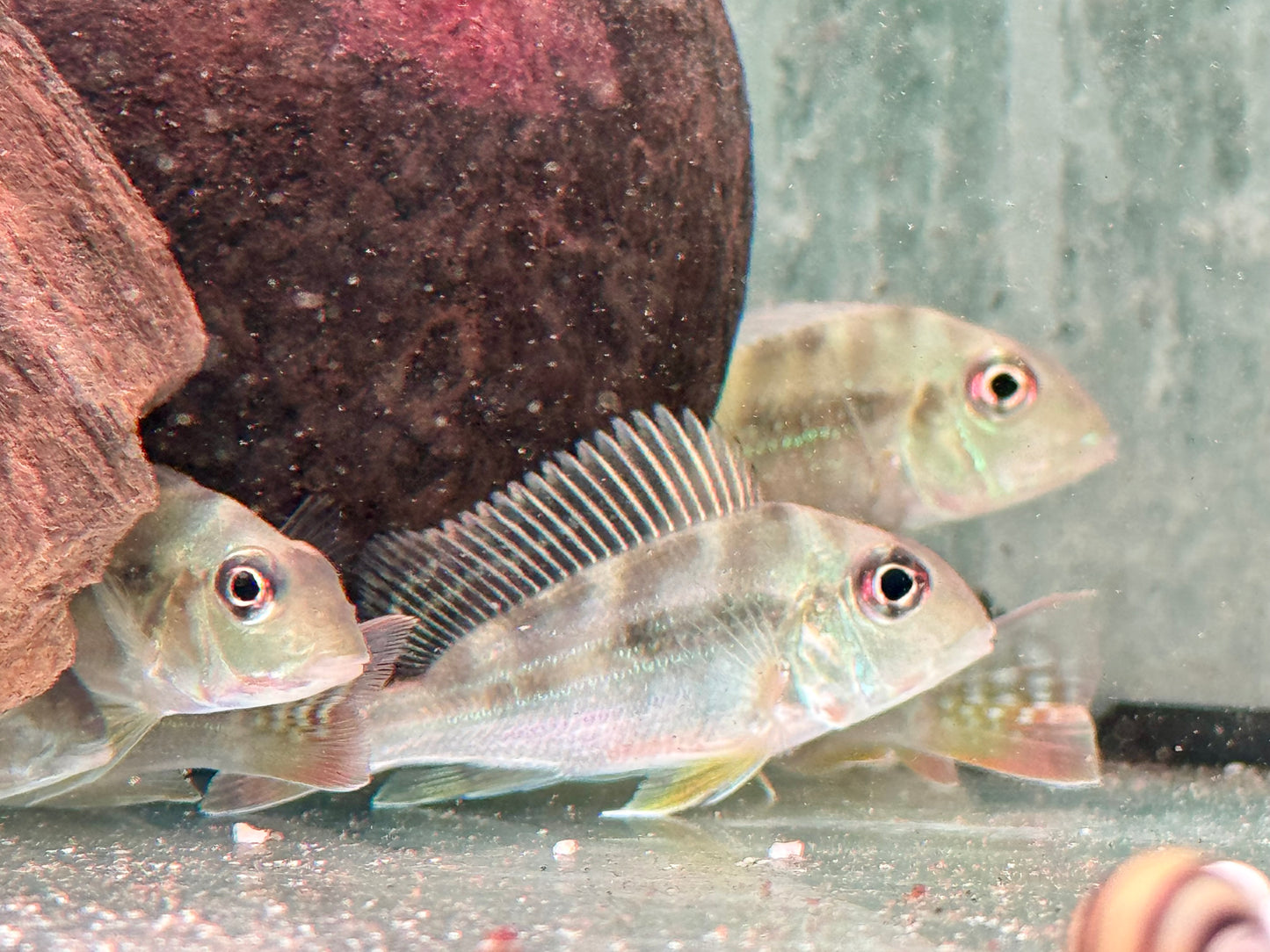 Rotstreifen Erdfresser Geophagus surinamensis
