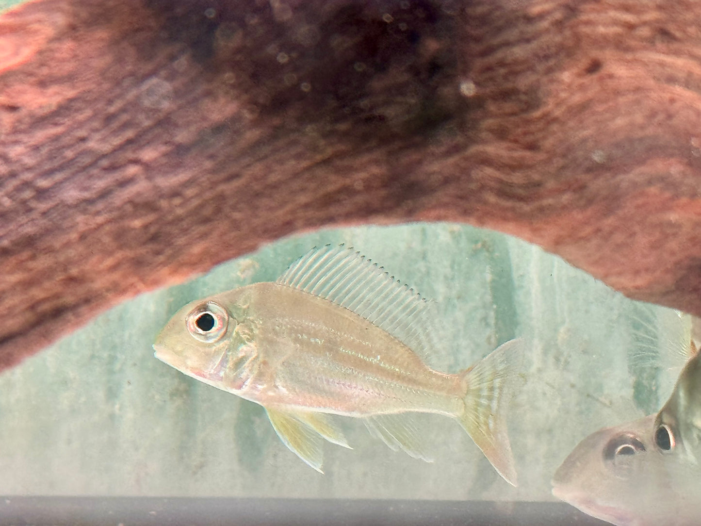 Rotstreifen Erdfresser Geophagus surinamensis