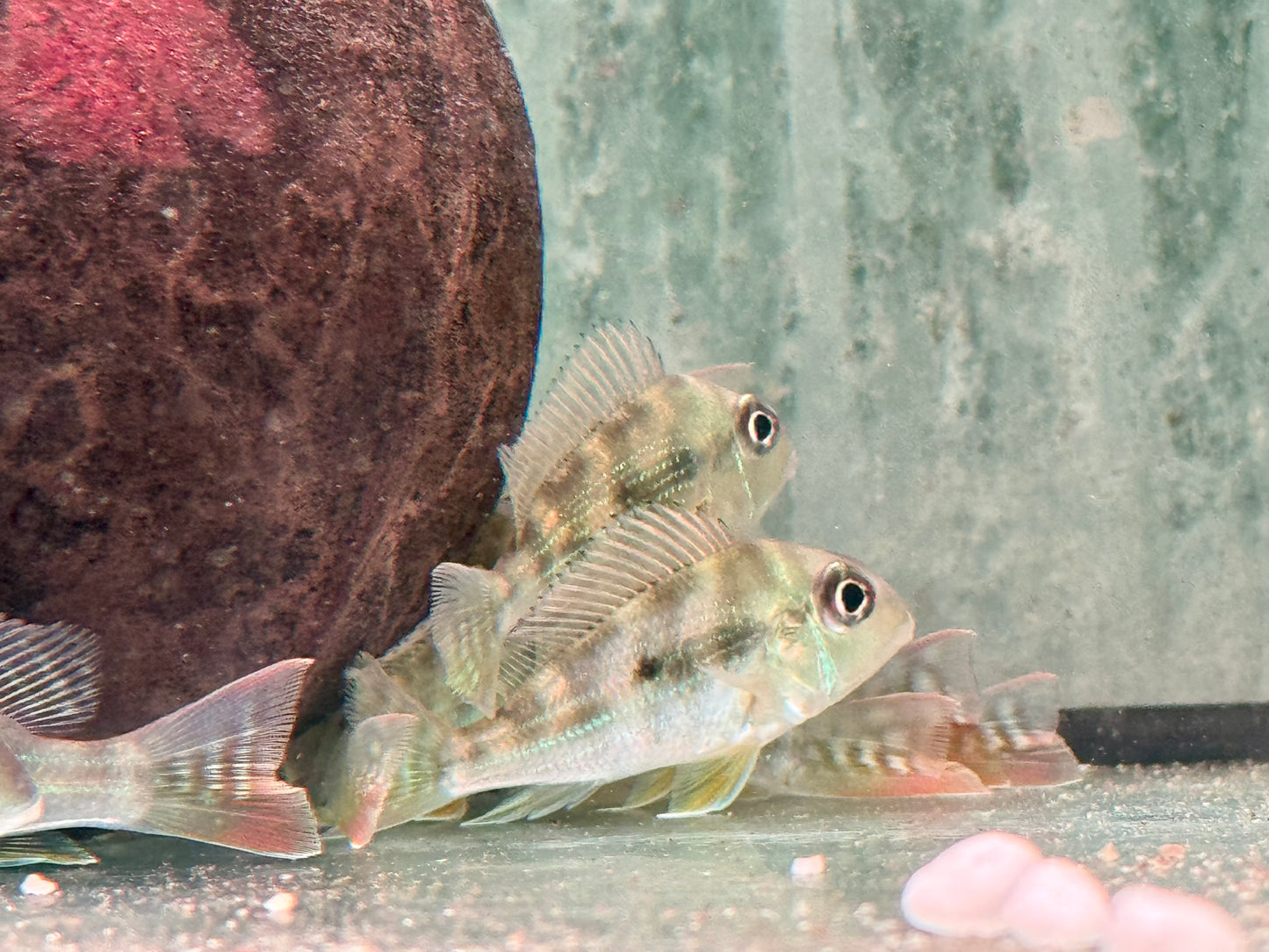 Rotstreifen Erdfresser Geophagus surinamensis