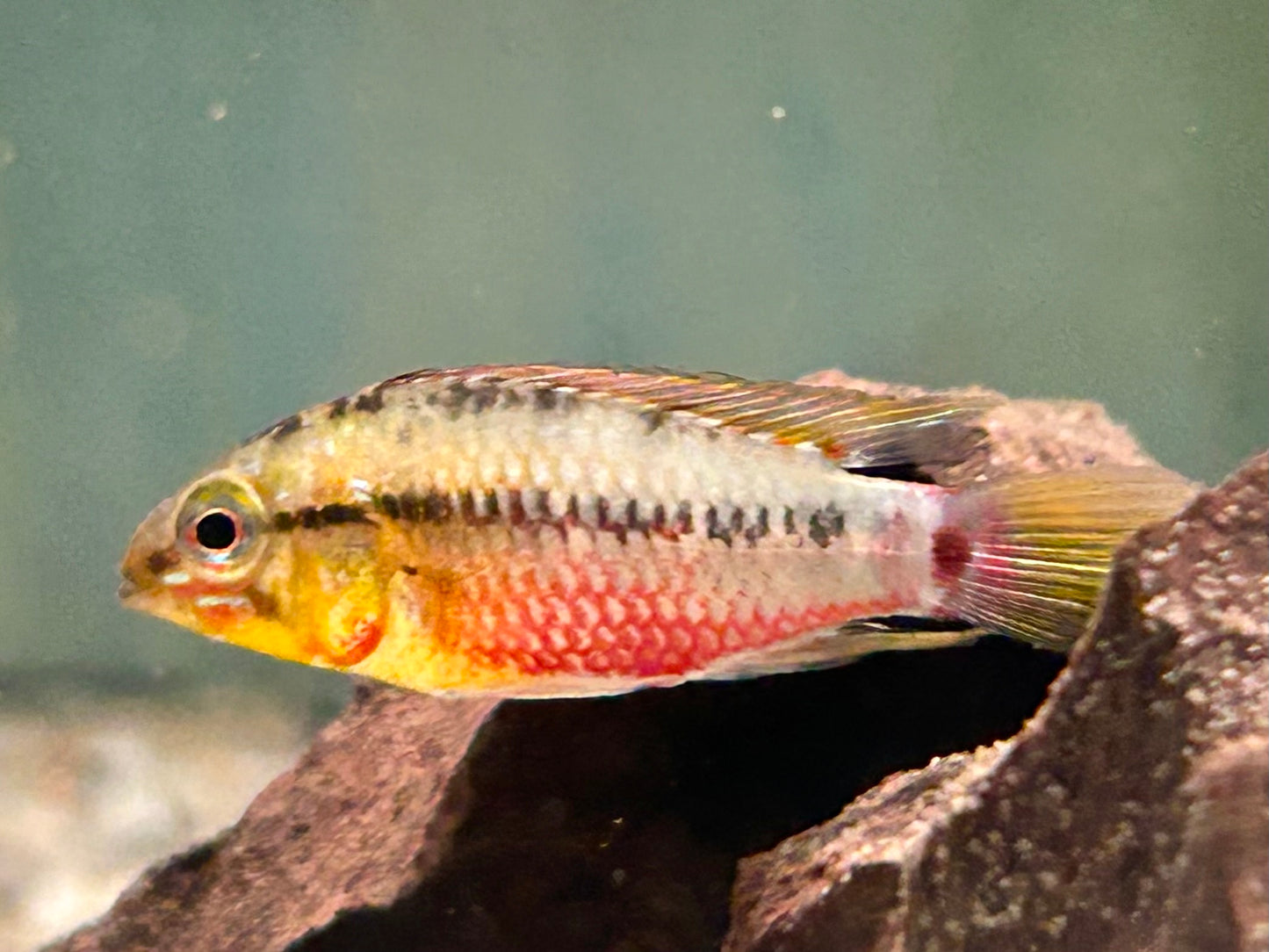 Rotstrich Zwergbuntbarsch Apistogramma hongsloi