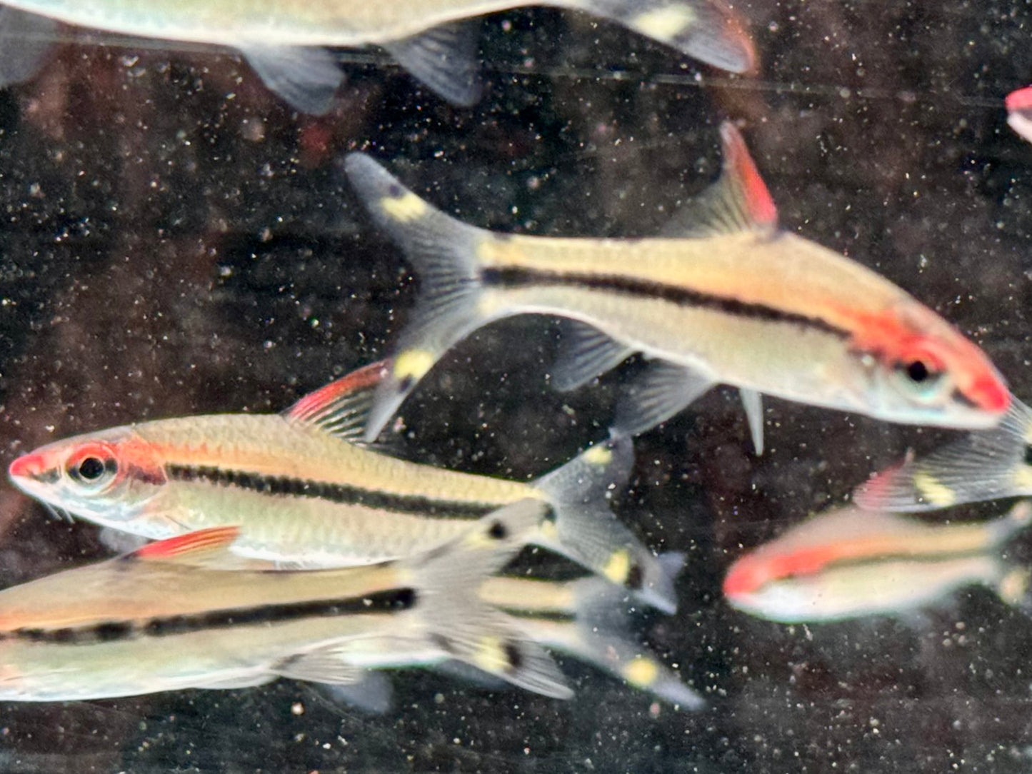 Rotstrichalgenfresser Denisonbarbe Sahyadria Puntius denisonii