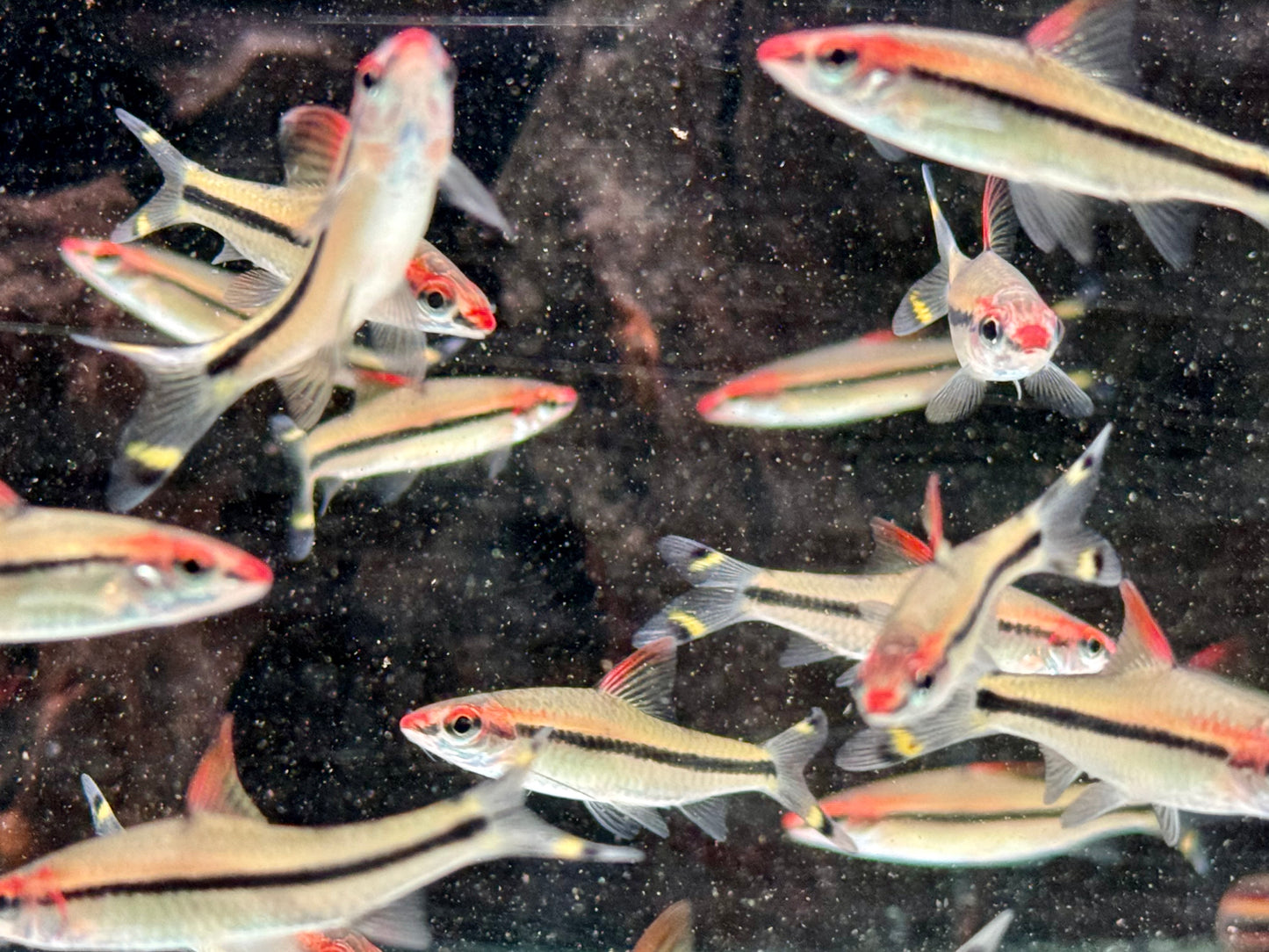 Rotstrichalgenfresser Denisonbarbe Sahyadria Puntius denisonii