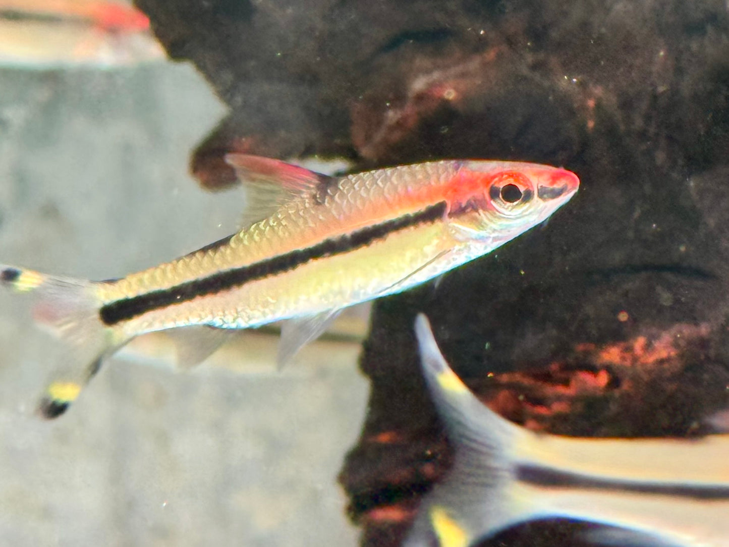 Rotstrichalgenfresser Denisonbarbe Sahyadria Puntius denisonii