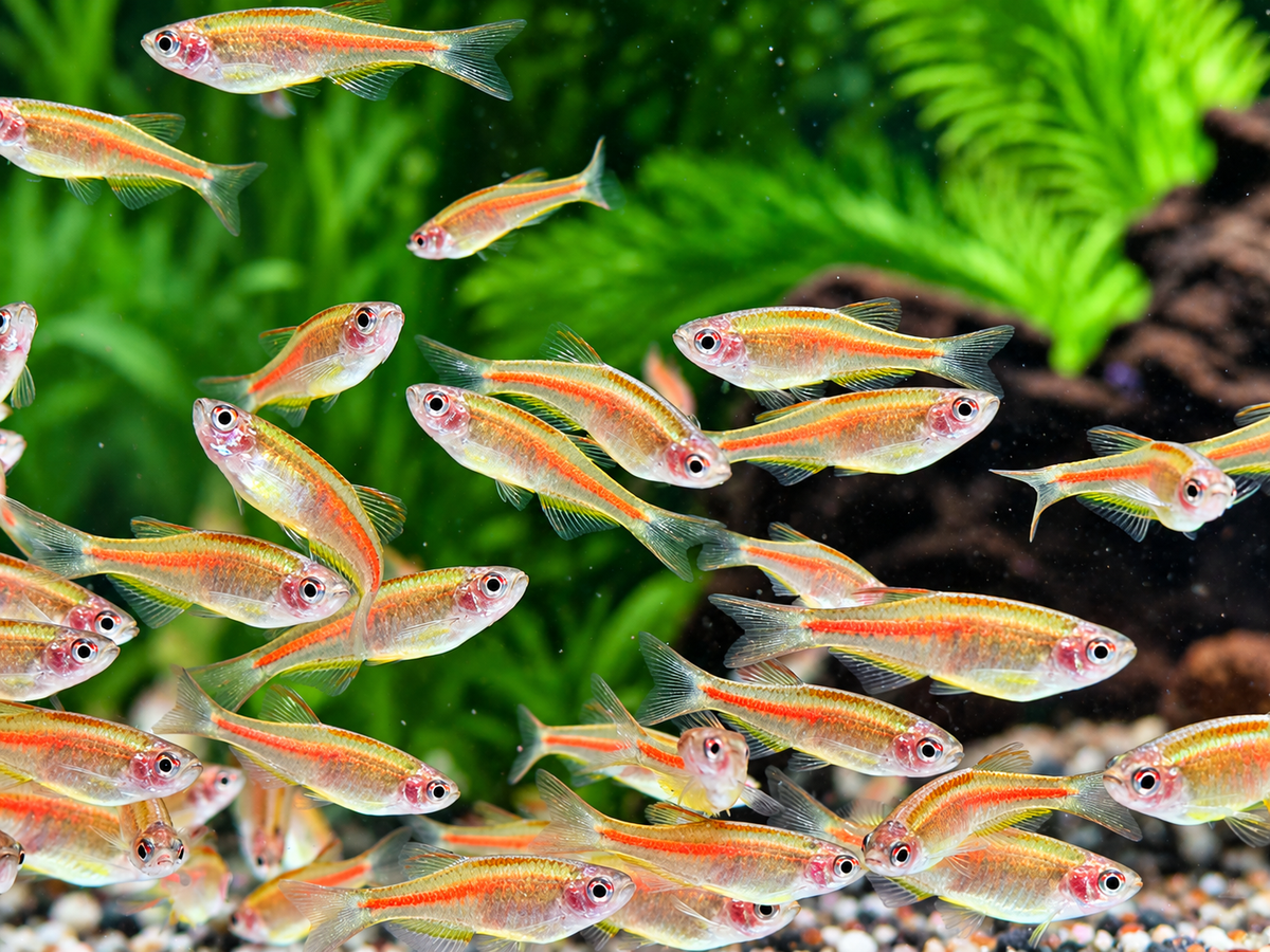 Rubinbärbling I Glühlichtbärbling Danio choprae